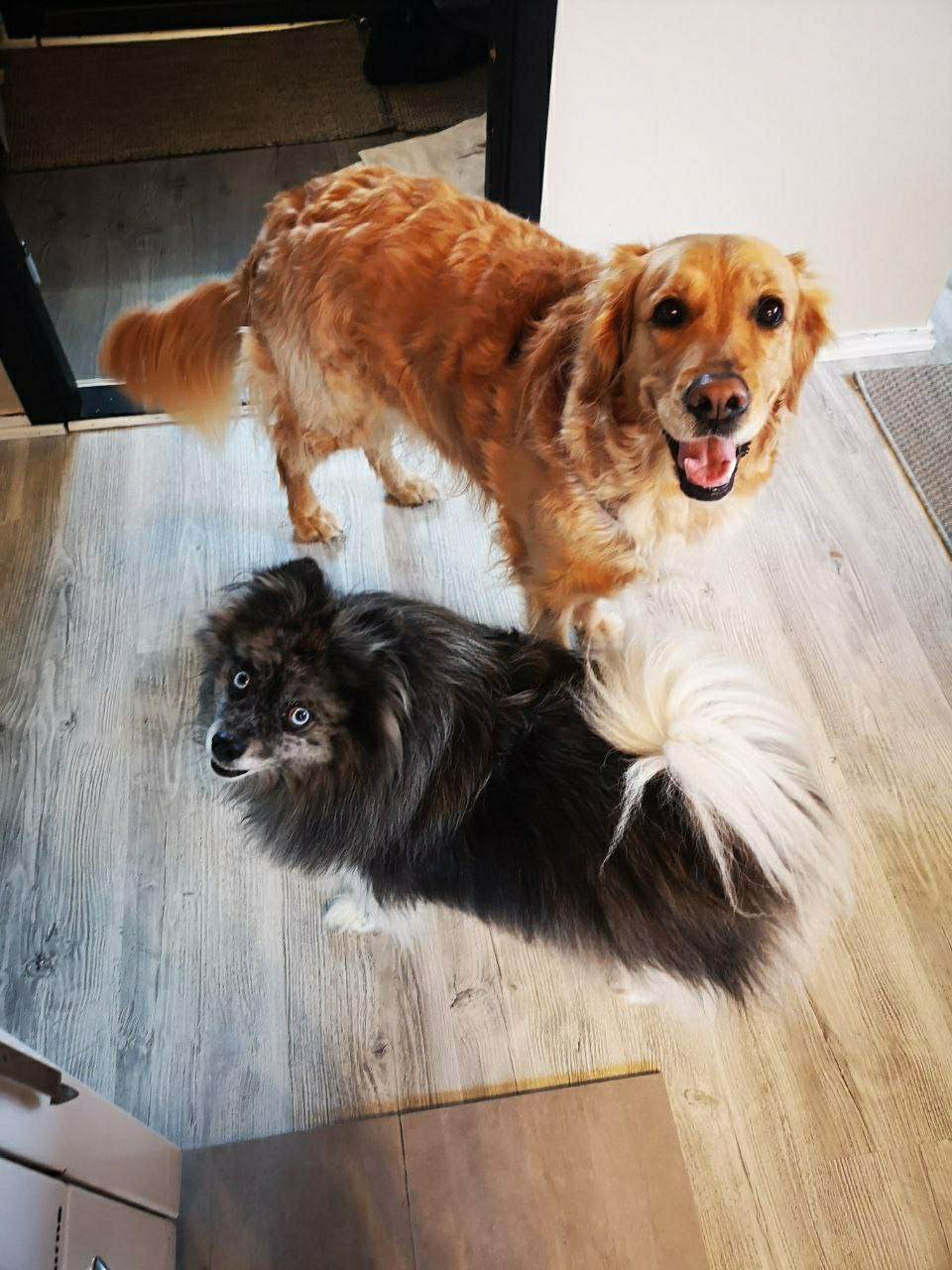 Two dogs, looking happily at the camera.