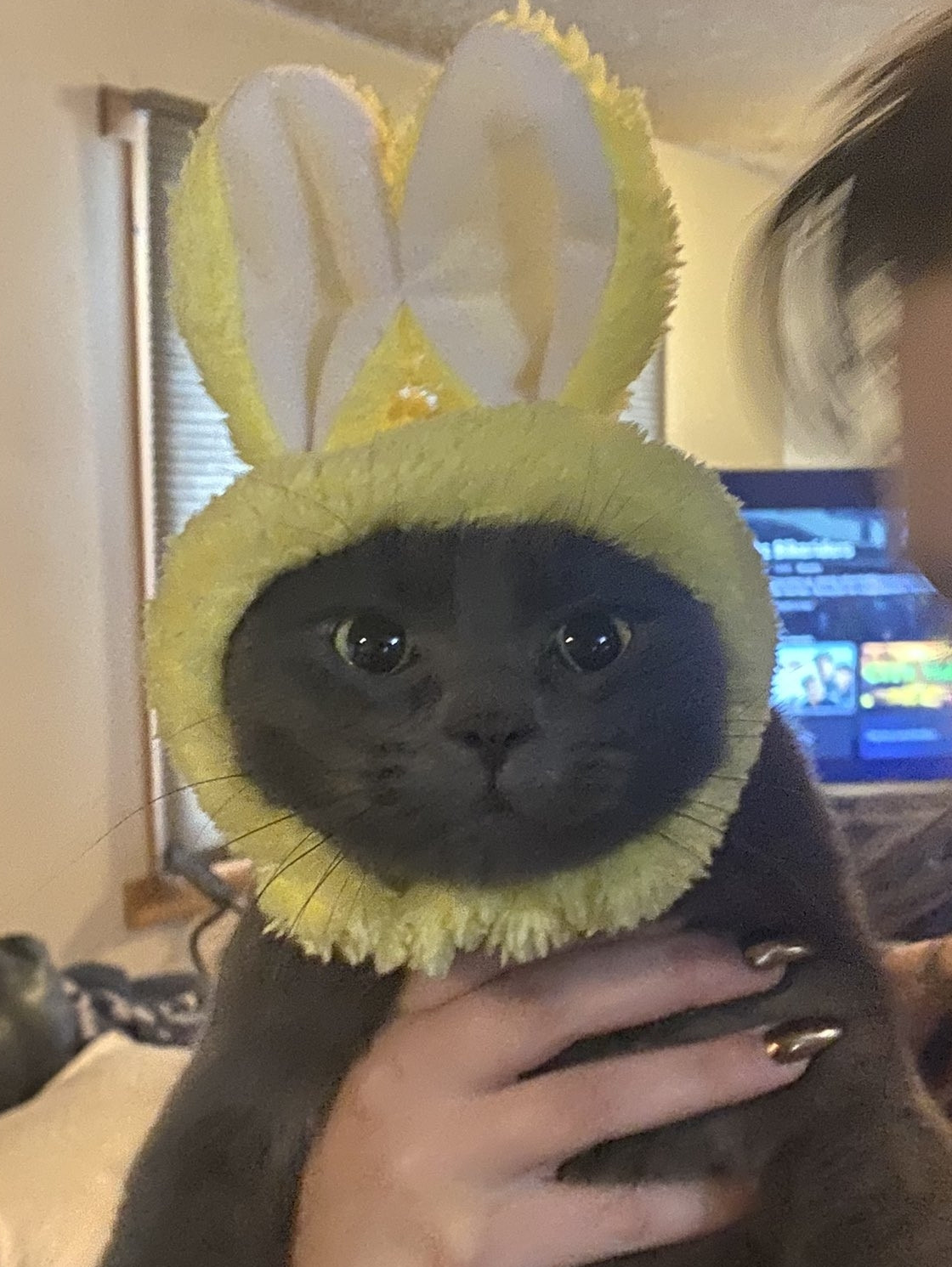 grey cat wearing yellow bunny ears