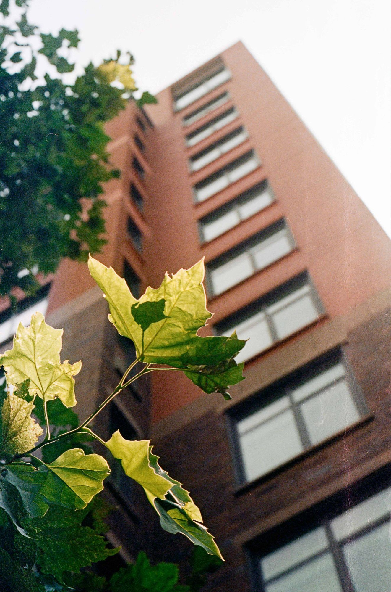 A gumball maple's leave is illuminated just out of the shadow of a 12-story aparment building on Kst NW in Washington DC.