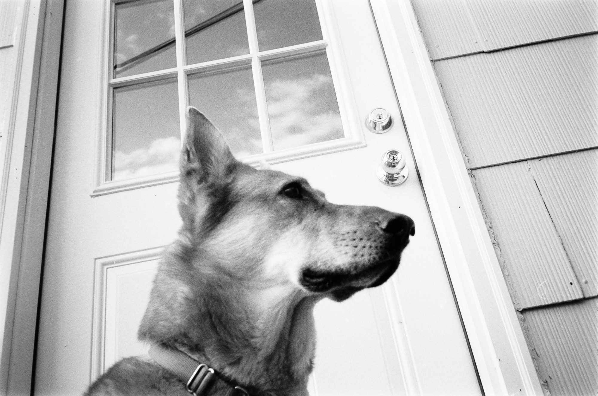 Black and white image of a dog sitting infront of a door.