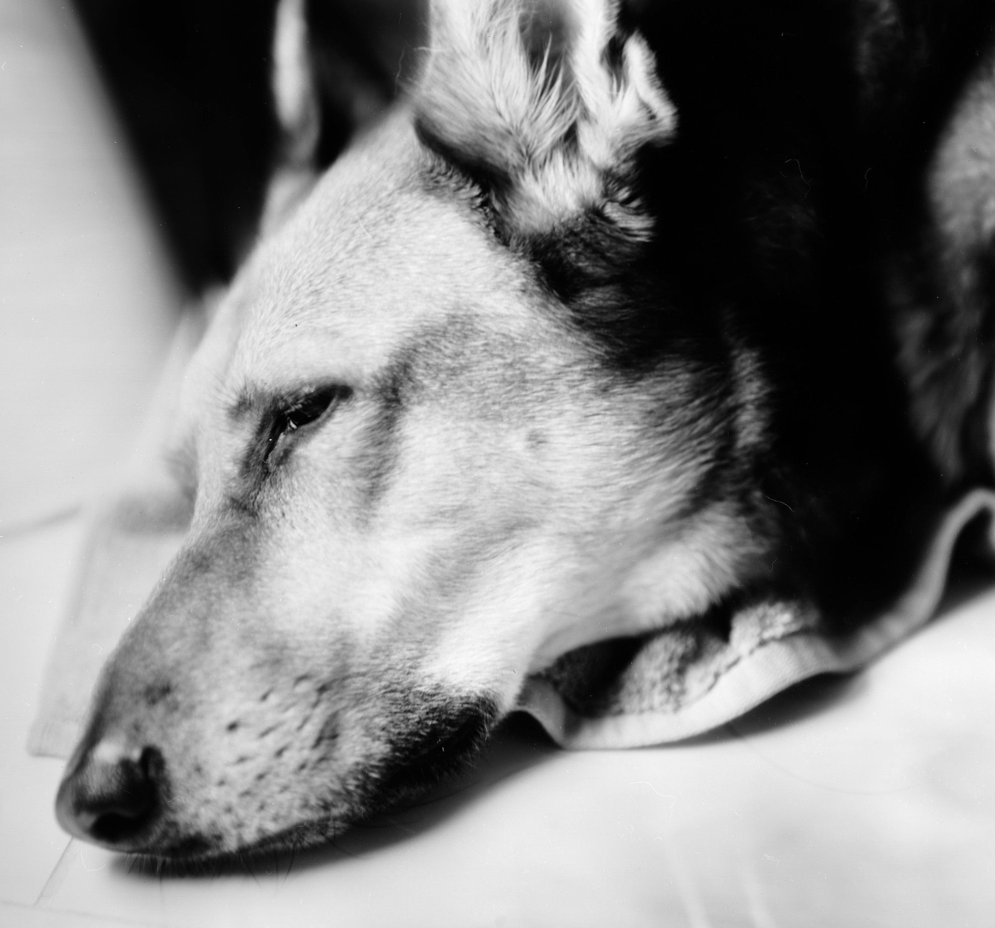 A black and white image. A dog regards the viewer with a half-open eye.