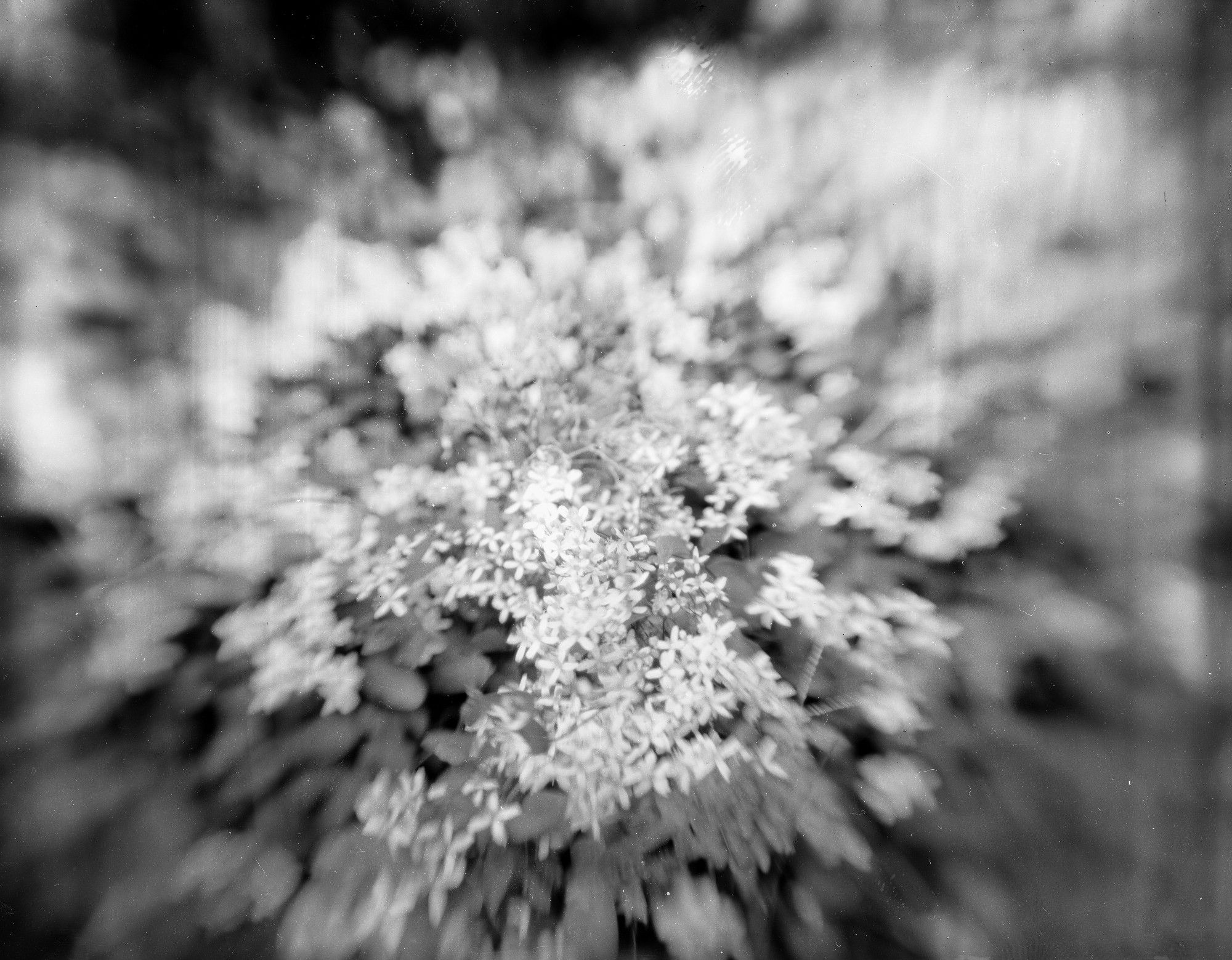 Black and white image of a hedge of white flowers. The blurry portion of the frame appears to be stretching toward the egde of the frame. Graflex Speed Graphic | Binocular Lens | Arista Ortho Litho 3.0