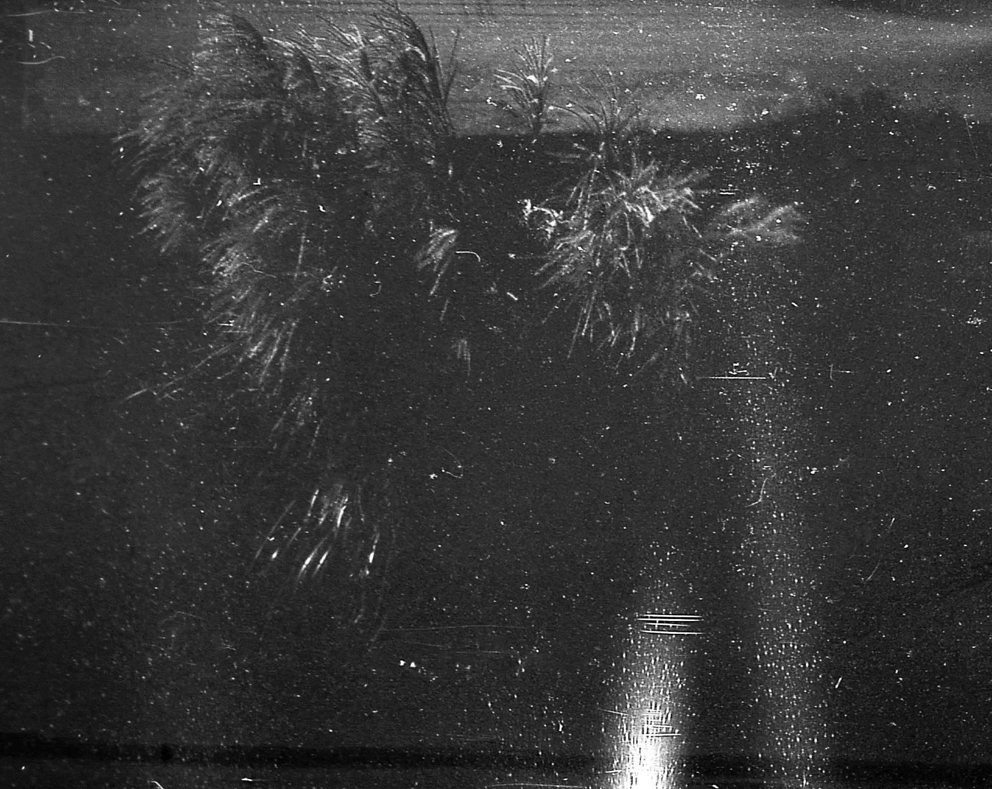 Sea grass taken on Minolta 16 with a tiny 1/2" sliver of Agfa D2 X-Ray film.