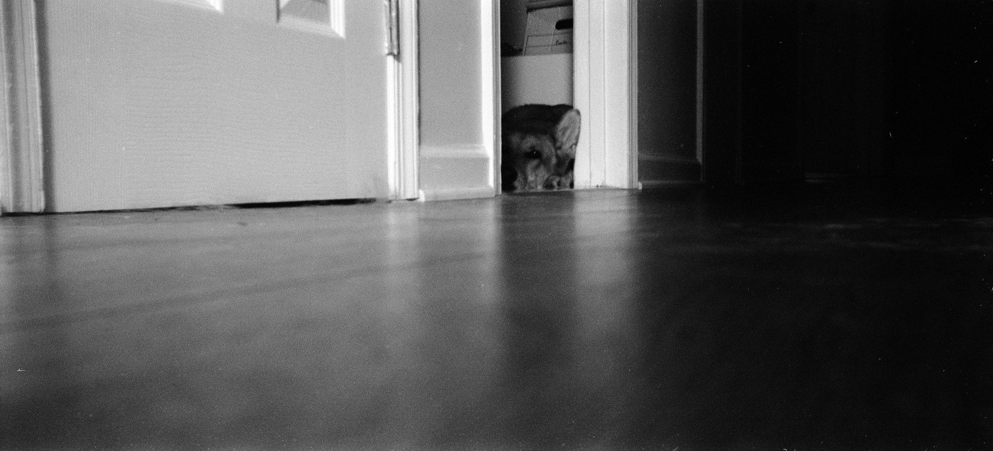 A black and white image. A sleepling dog's head pokes out of a doorway.