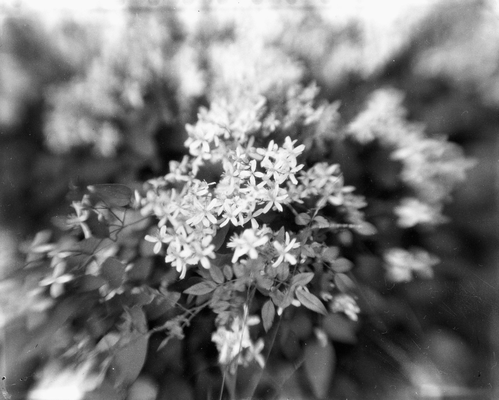 Black and white image of a hedge of white flowers. The blurry portion of the frame appears to be stretching toward the egde of the frame. Graflex Speed Graphic | Binocular Lens | Fuji HR-U X-Ray Film