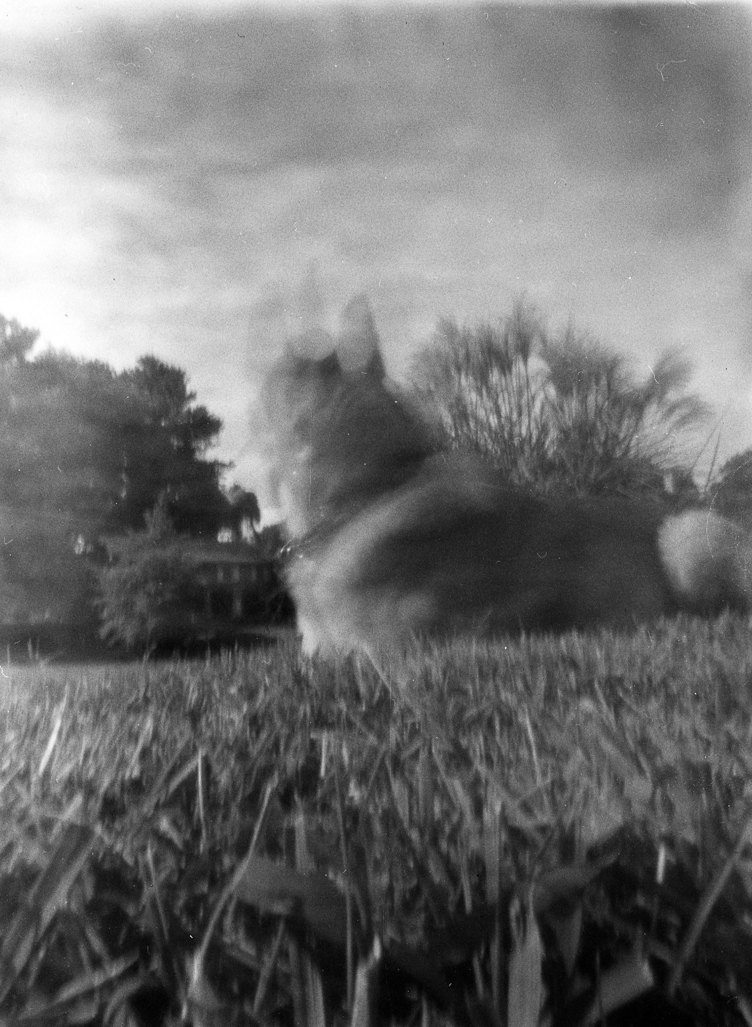 Image of a dog laying on some grass. Her head is motion blurred.