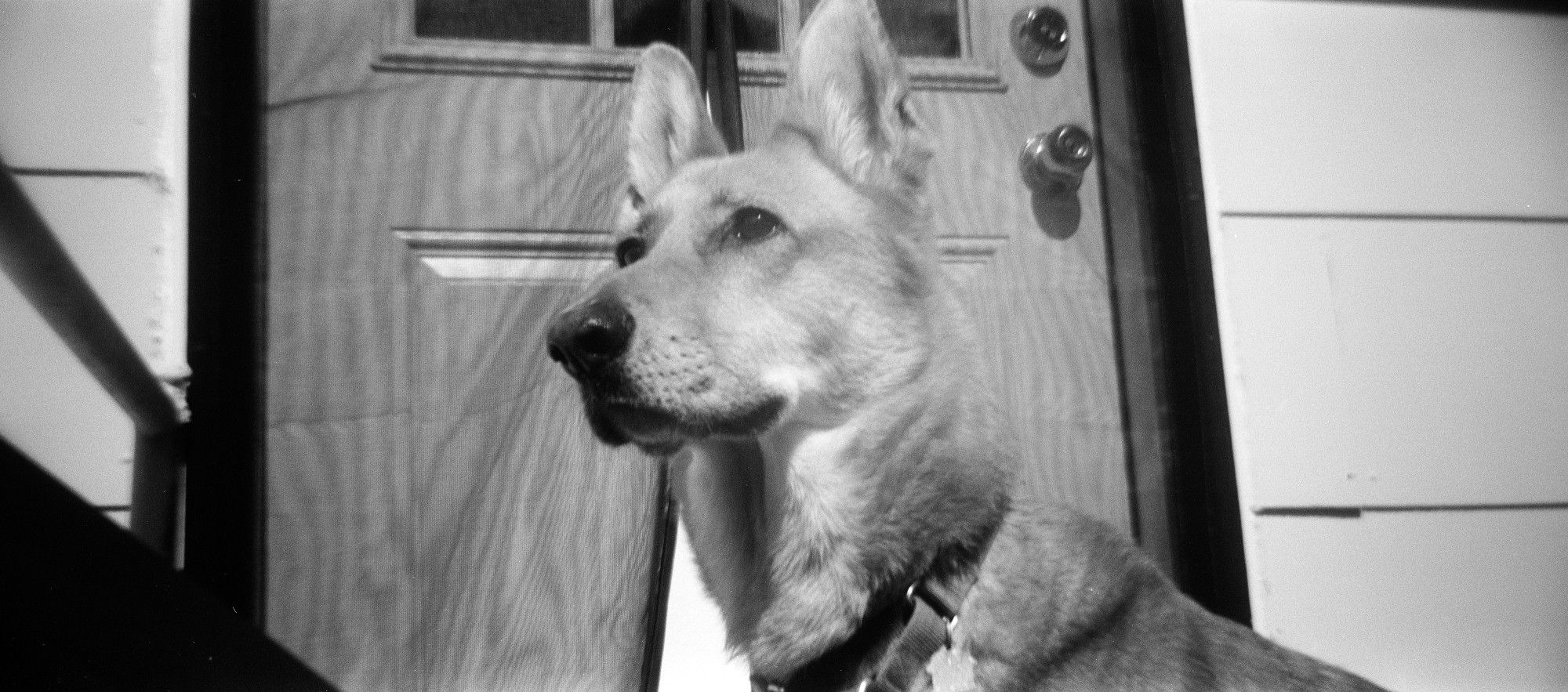 Black and white image of a dog standing in front of a door.