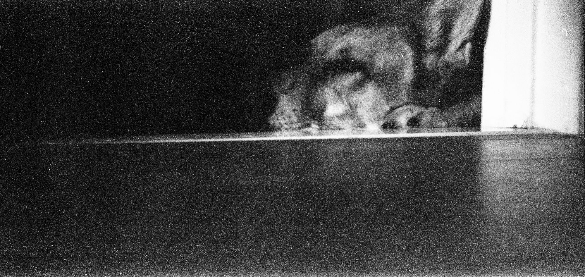 Black and white image of a dog sleeping.