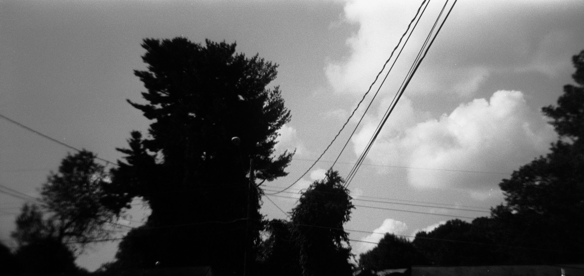 A black and white image of trees and powerlines sillouetted against a cloud-filled sky.