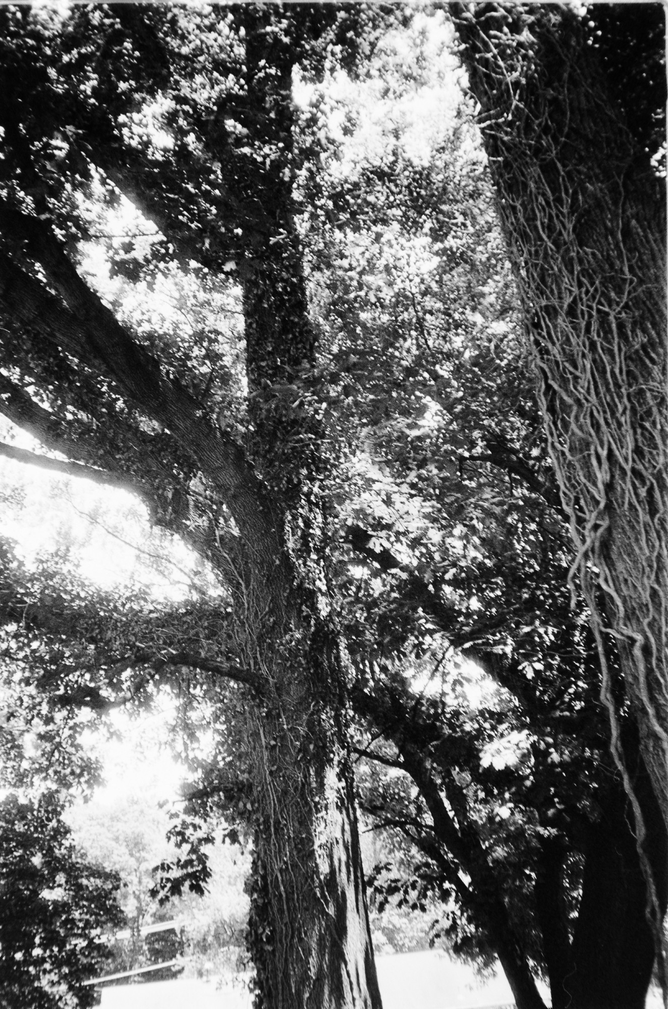 Dying English ivy on a pair of trees.