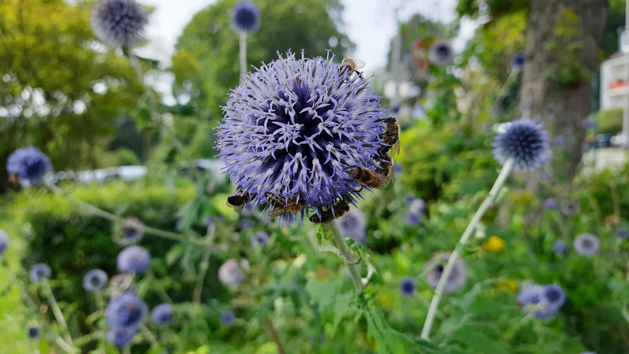 Eine kugelige Blüte auf der viele Bienen sitzen