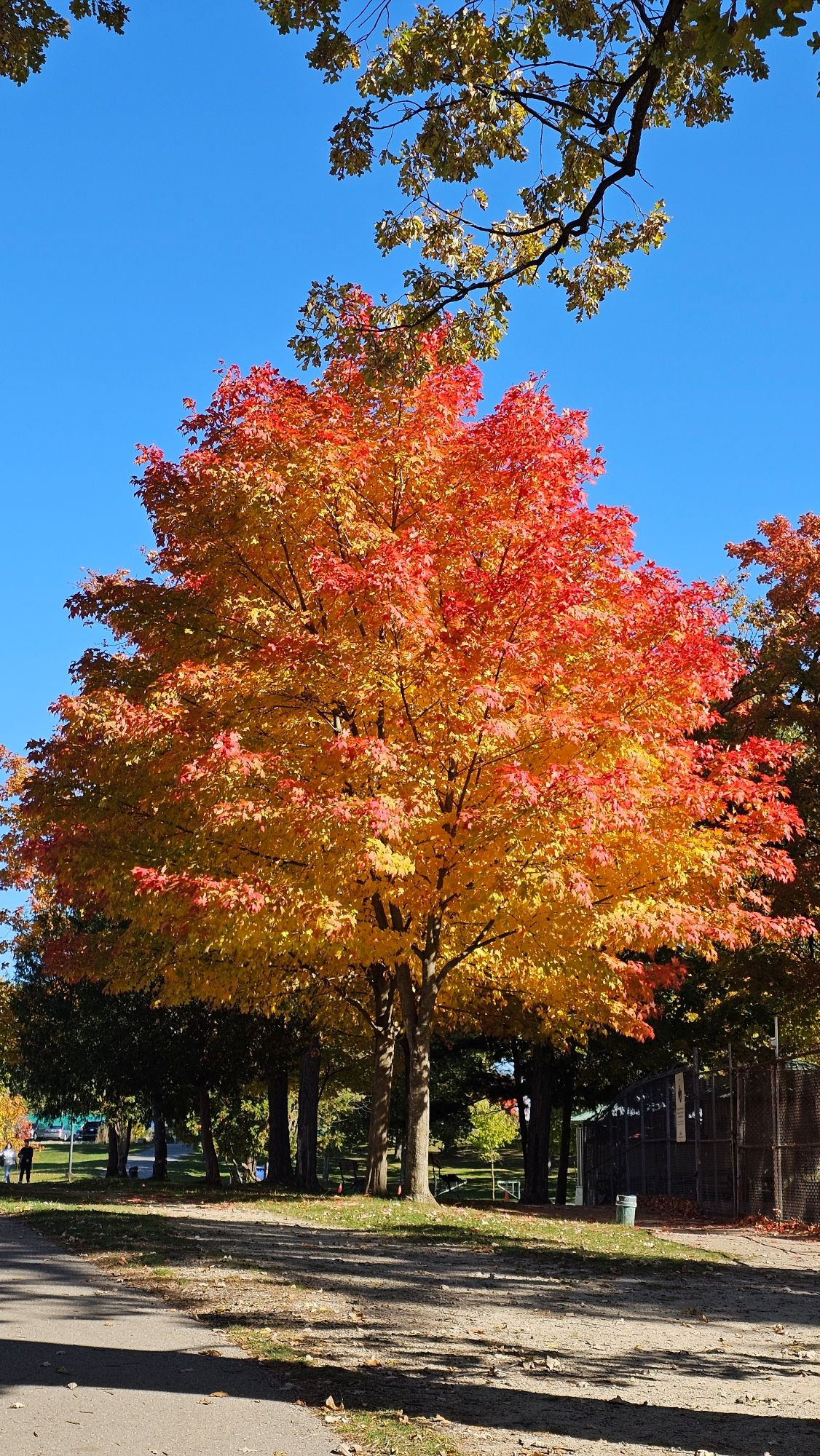 Maple tree whose leaves have turned from green to yellow underneath with bright flaming red on top and on all the tips. Bright blue sky behind.