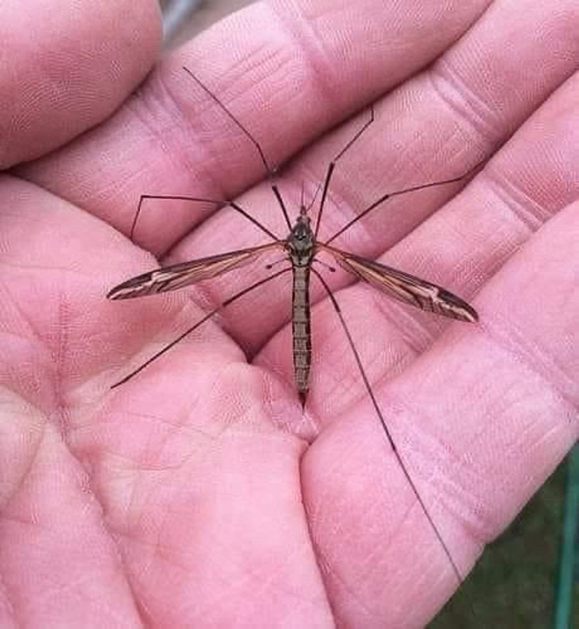 Une tipule. Pas un moustique.