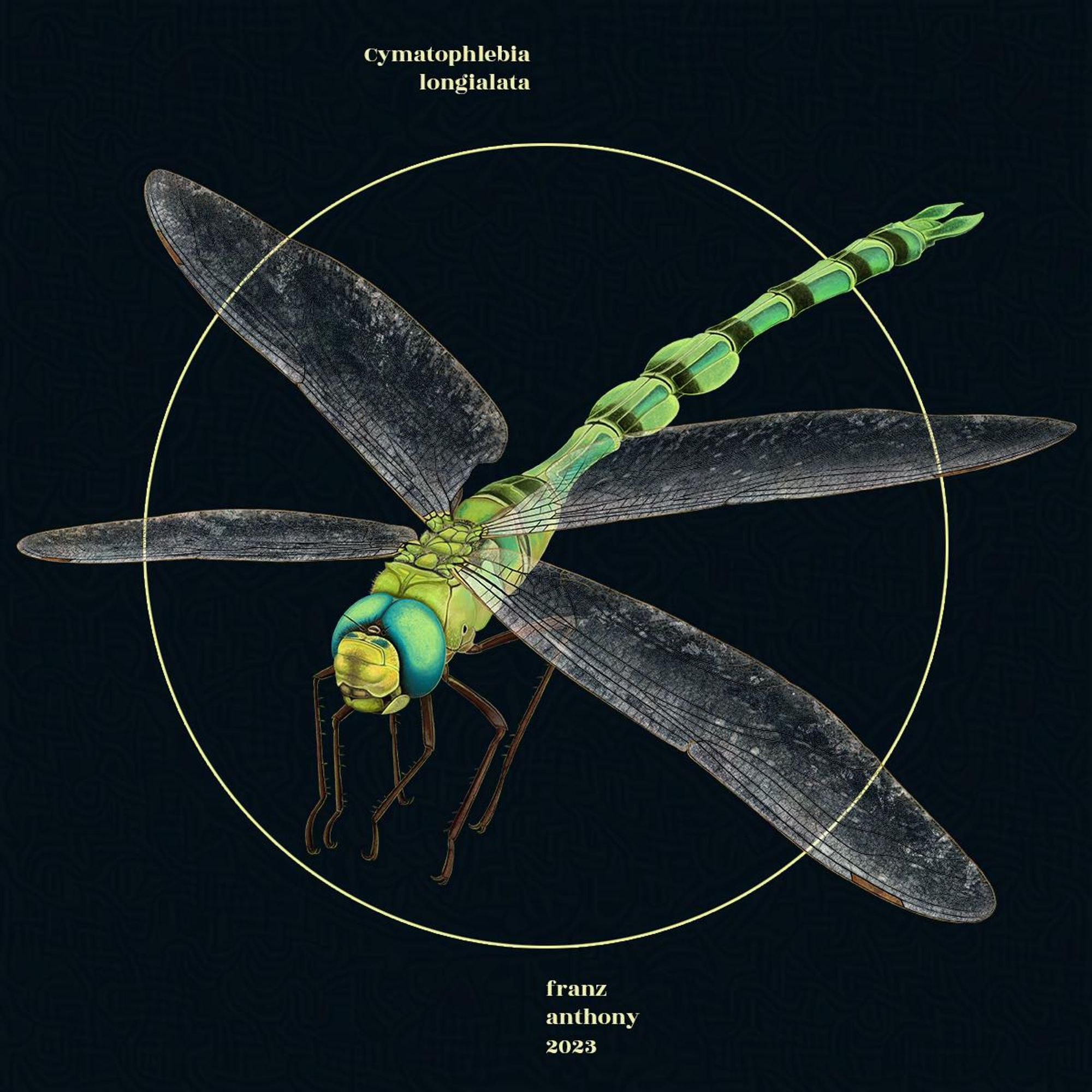 Cymatophlebia longialata, a dragonfly in flight. illustration.