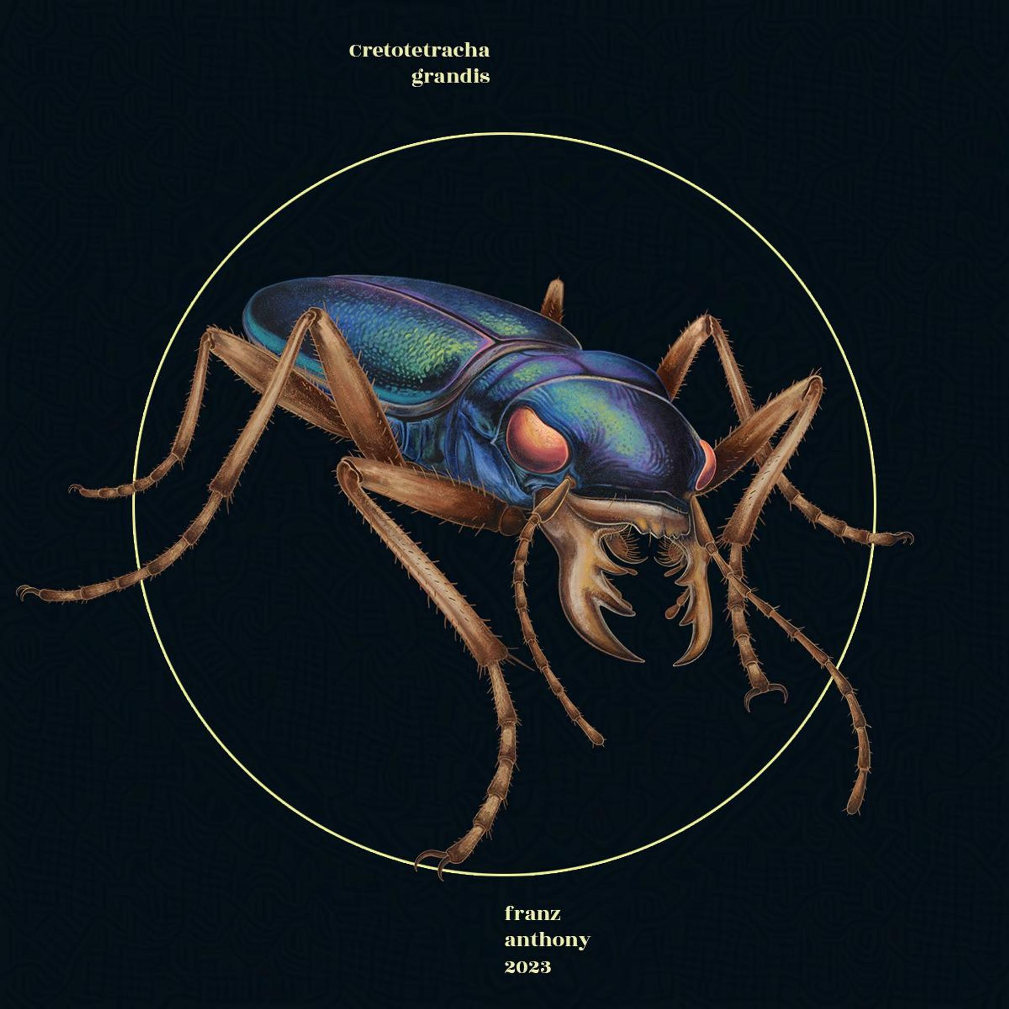 Cretotetracha grandis, a tiger beetle with big chompers facing the camera. illustration.