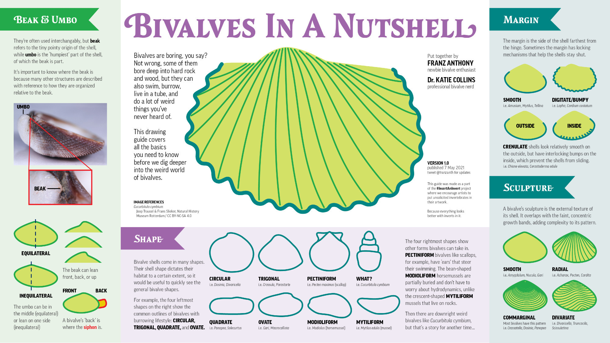 complex bivalve anatomy guide covering the basic jargons of the anatomy, the shape, shell margin, and ribbed texture called sculpture.