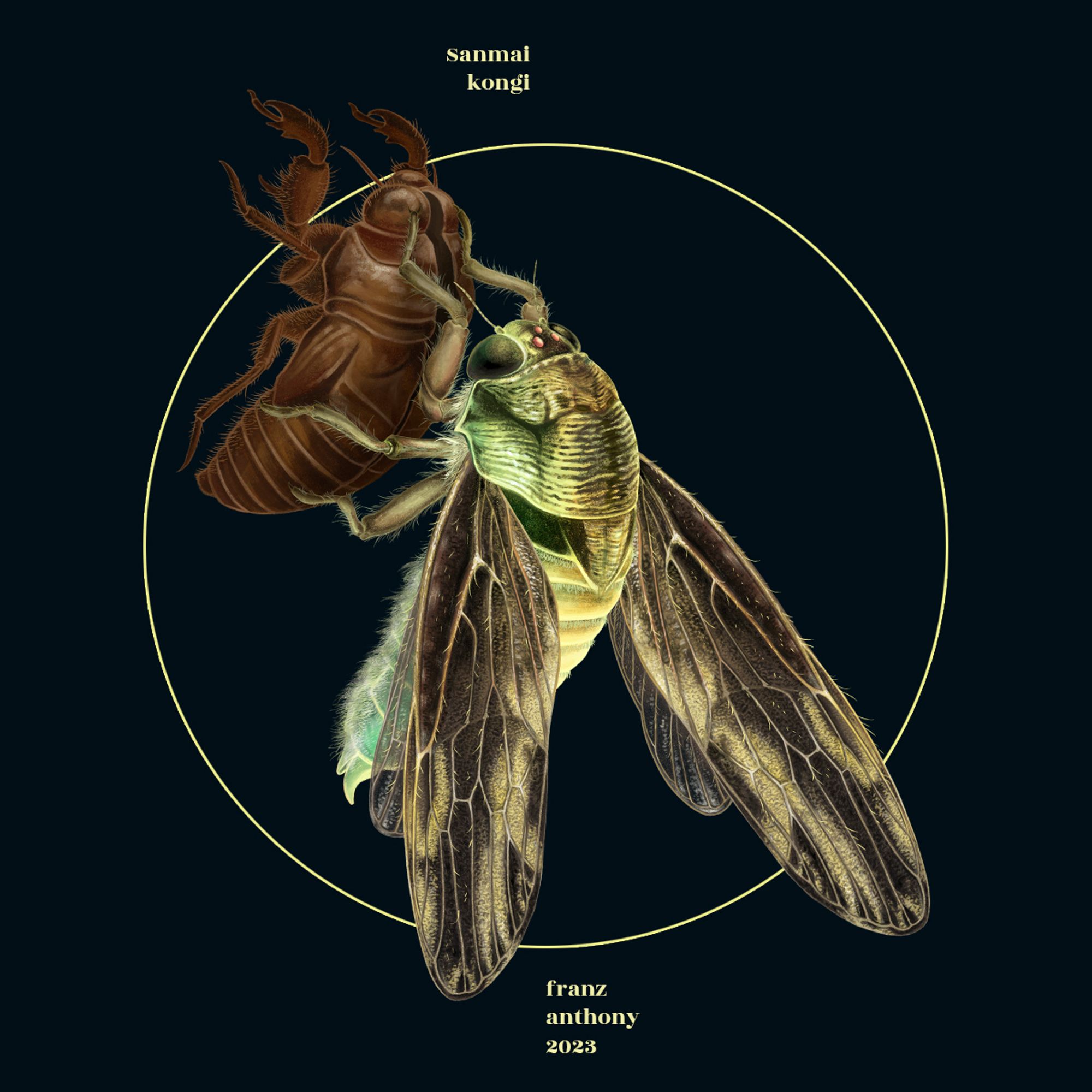 Sanmai kongi, a cicada clinging to its shed skin. illustration.