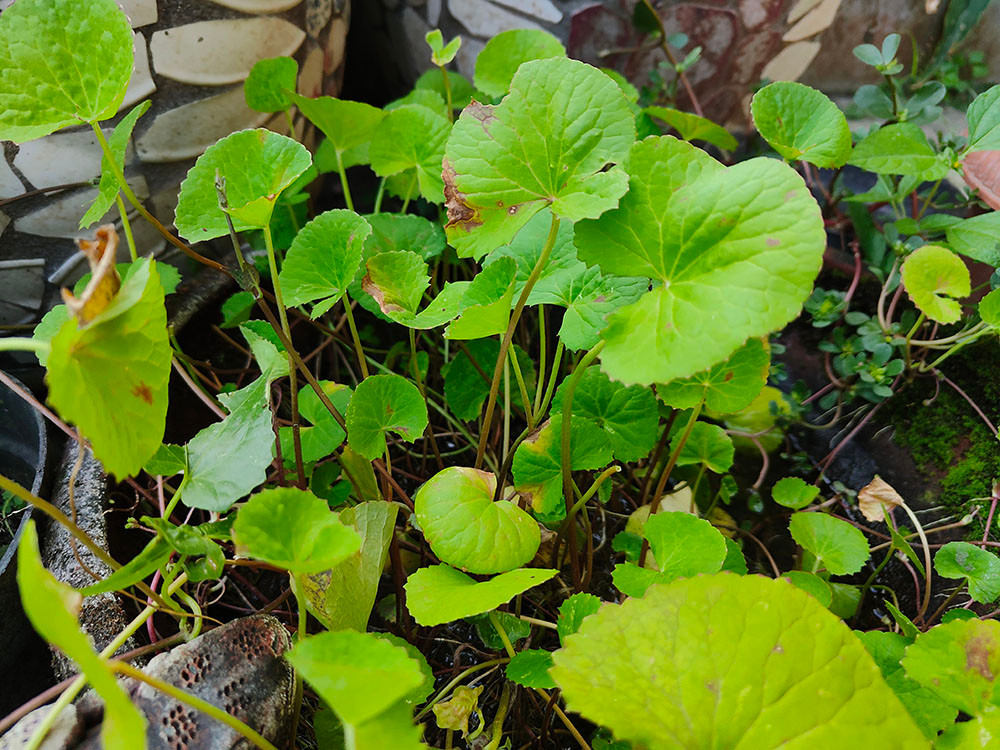 a water bowl full of centella, pacman-shaped leaves that grow on tall stalks