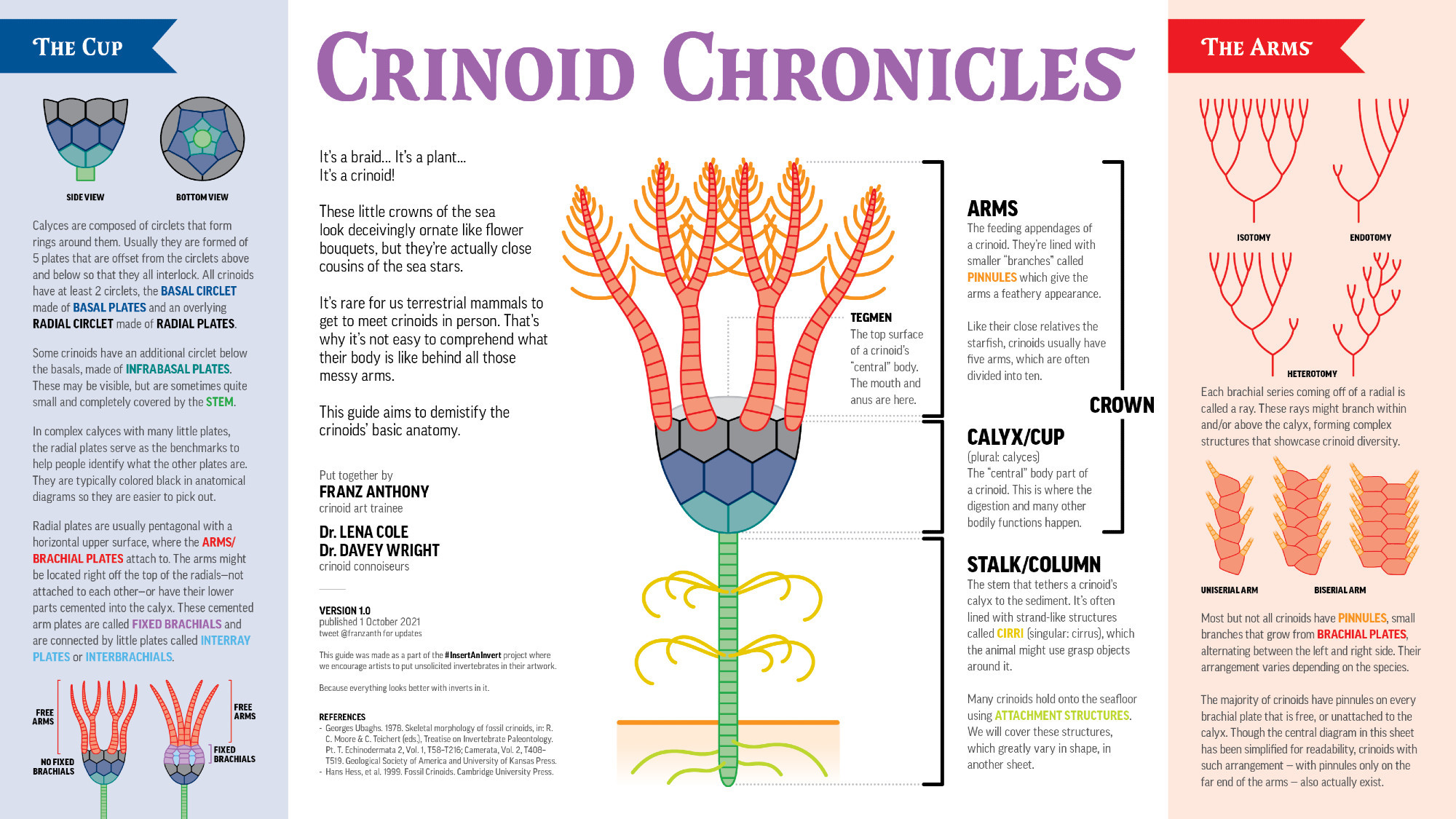 complex crinoid anatomy guide focusing on the different jargons used to describe their body parts like the stalk, calyx, and arms