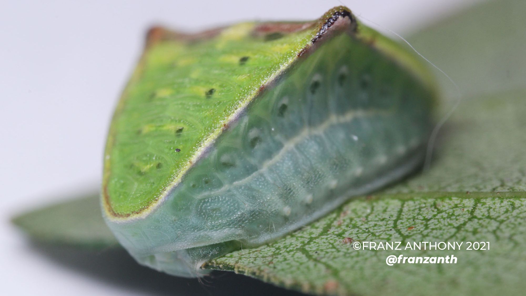 a green, sluglike caterpillar with no clear head or tail, plump like a pillow