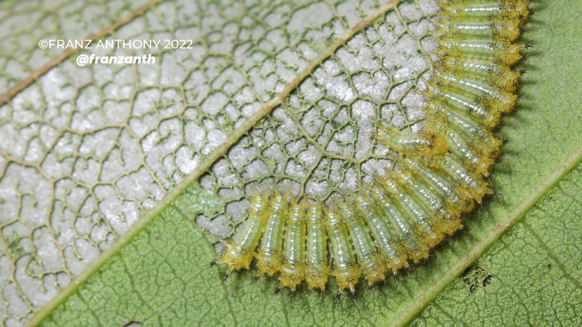 a dense row of little caterpillars grazing on the surface of a leaf, leaving behind only the leaf skeleton