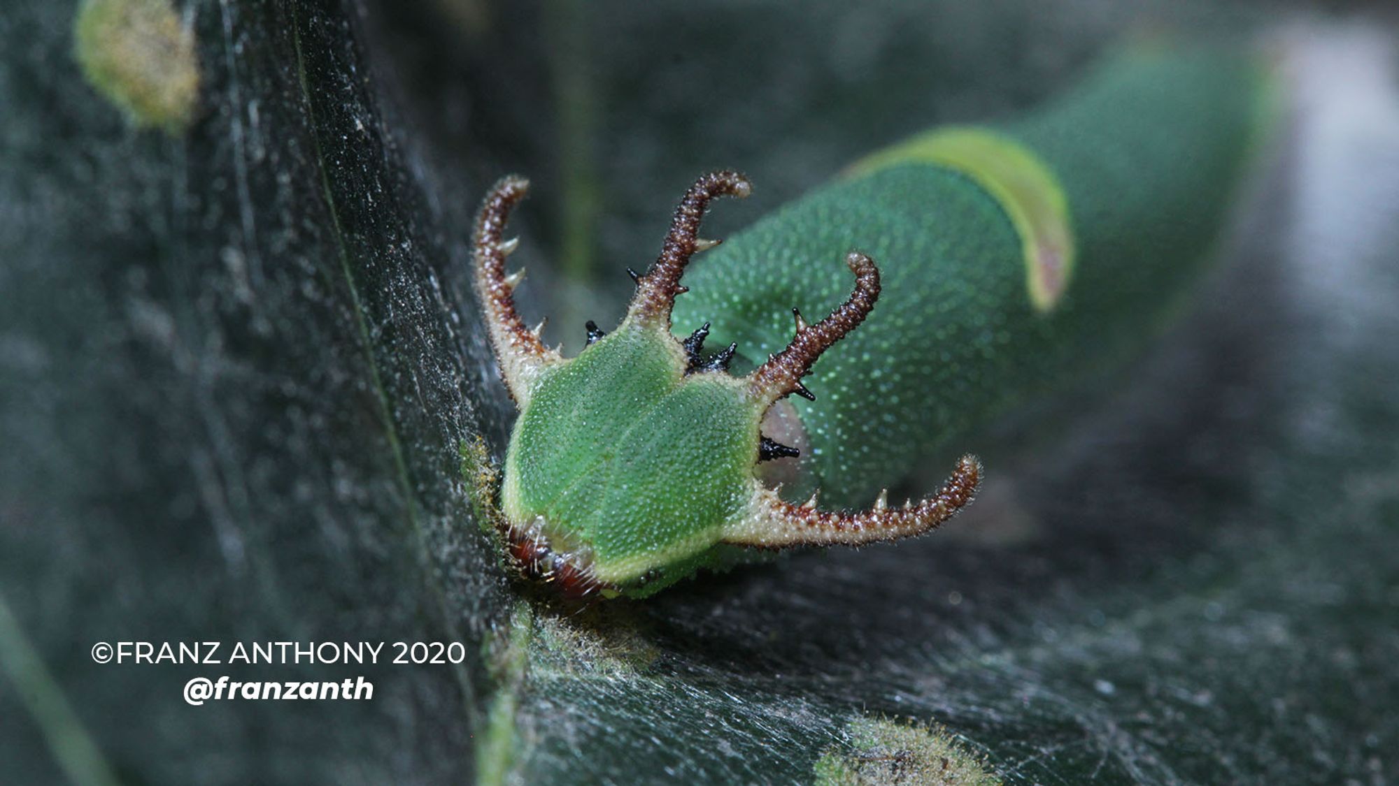 a green long caterpillar with with a shield-like head sporting four antler-like projections from the top