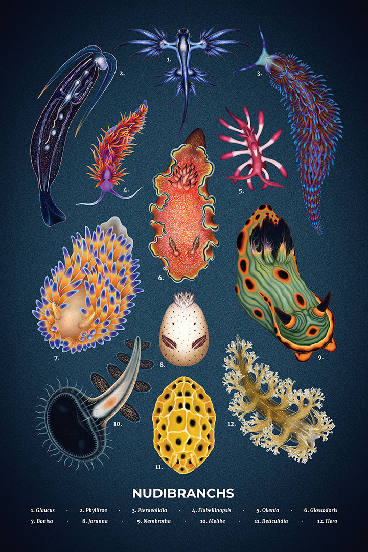 A poster showing 12 nudibranchs of various shapes and colors. some are short and stubby, others frilled or have structures that resemble fins, a hoodie, or tree branches.