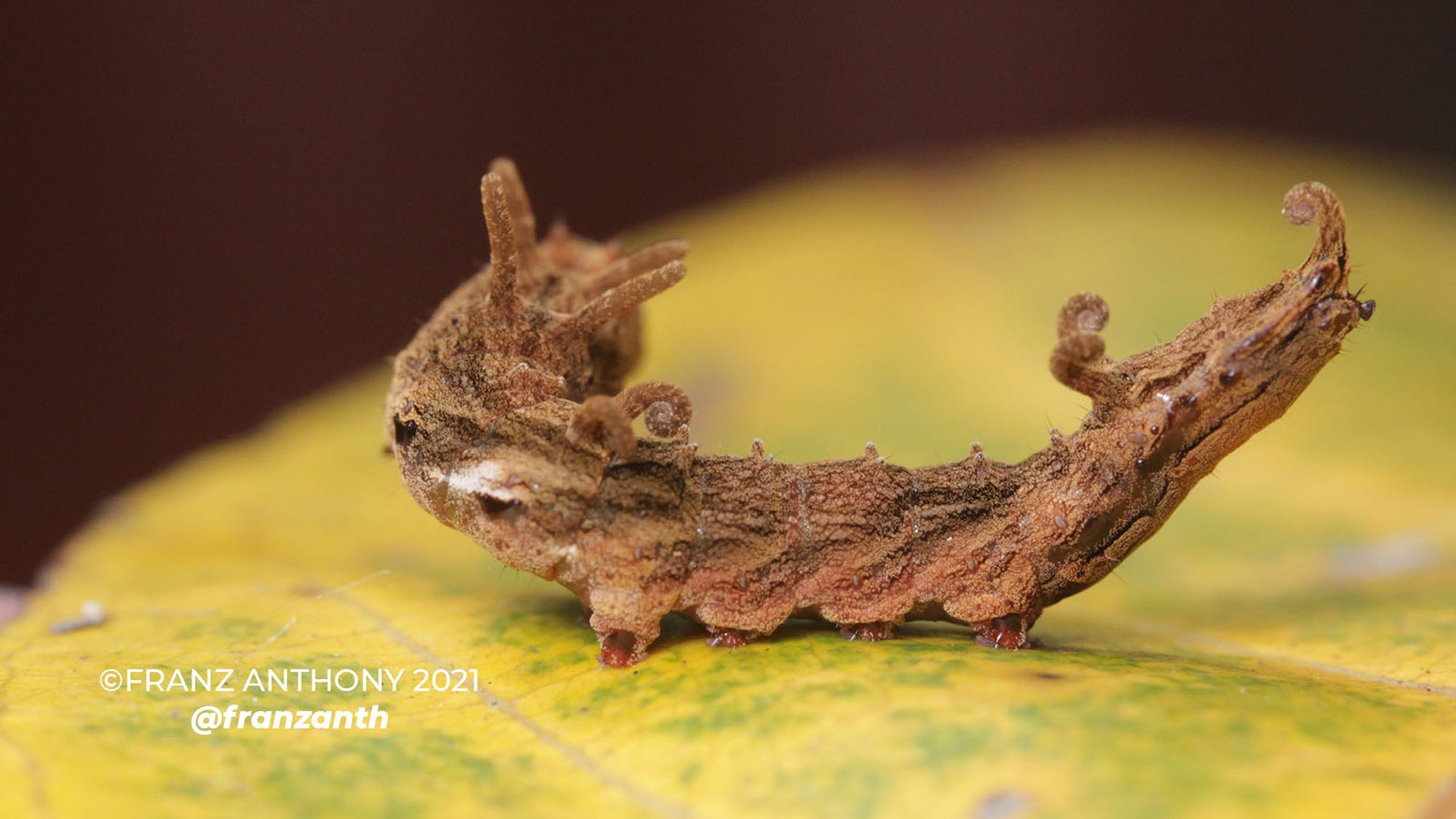 brown, twig-like caterpillar with curls coming out of its back