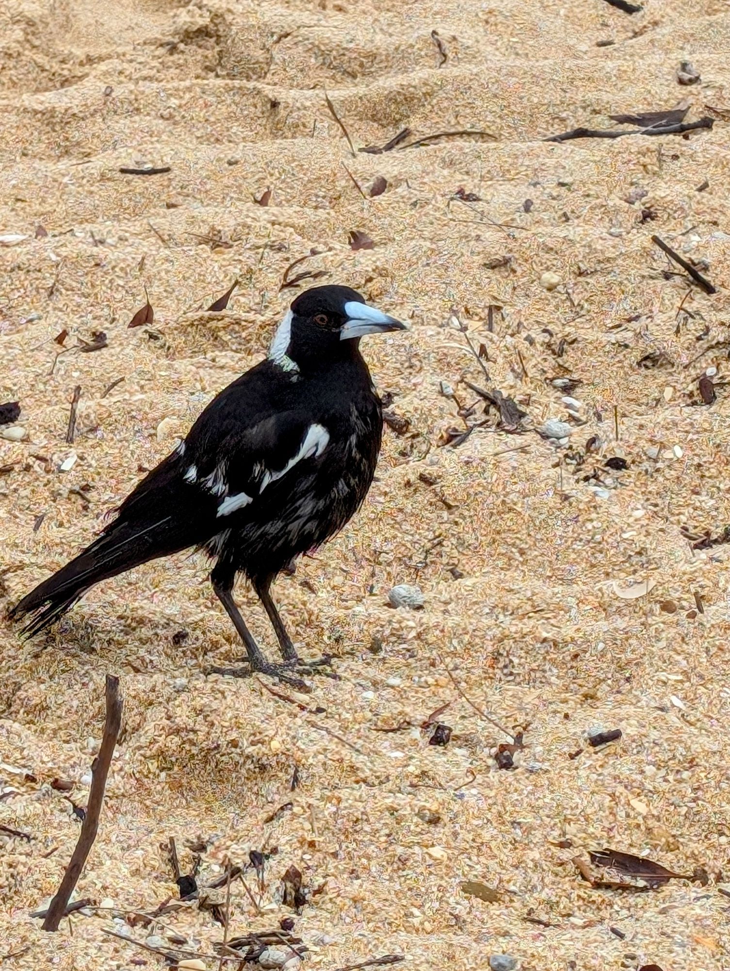 A magpie on the beach