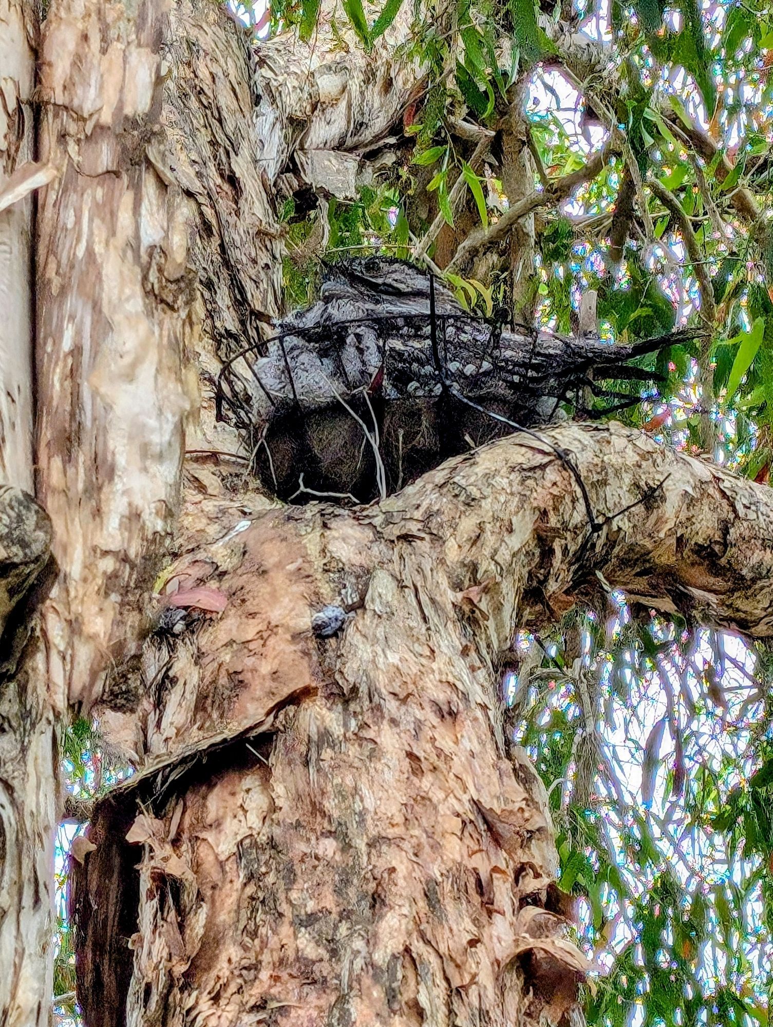 A tawny frogmouth owl sleeping in a tree