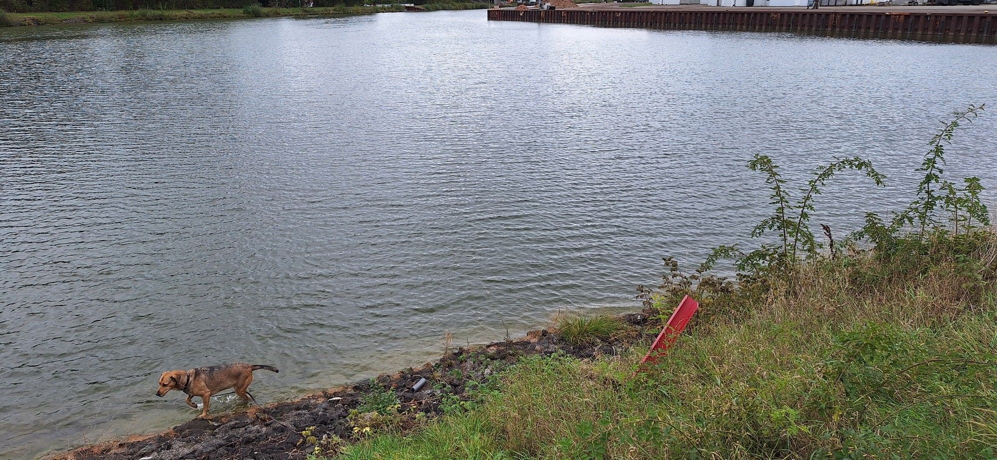 Hund steht im Wasser. Im Hintergrund Hafen.