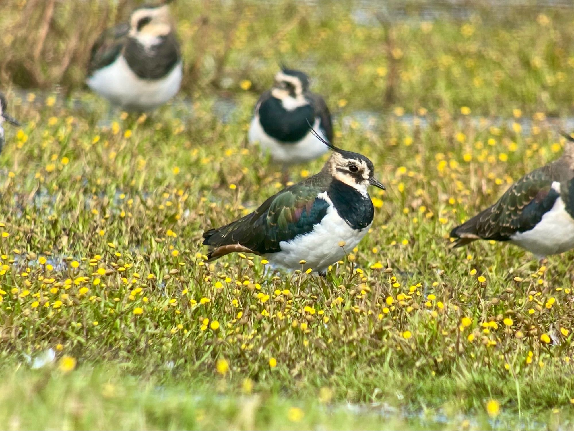 Lapwing