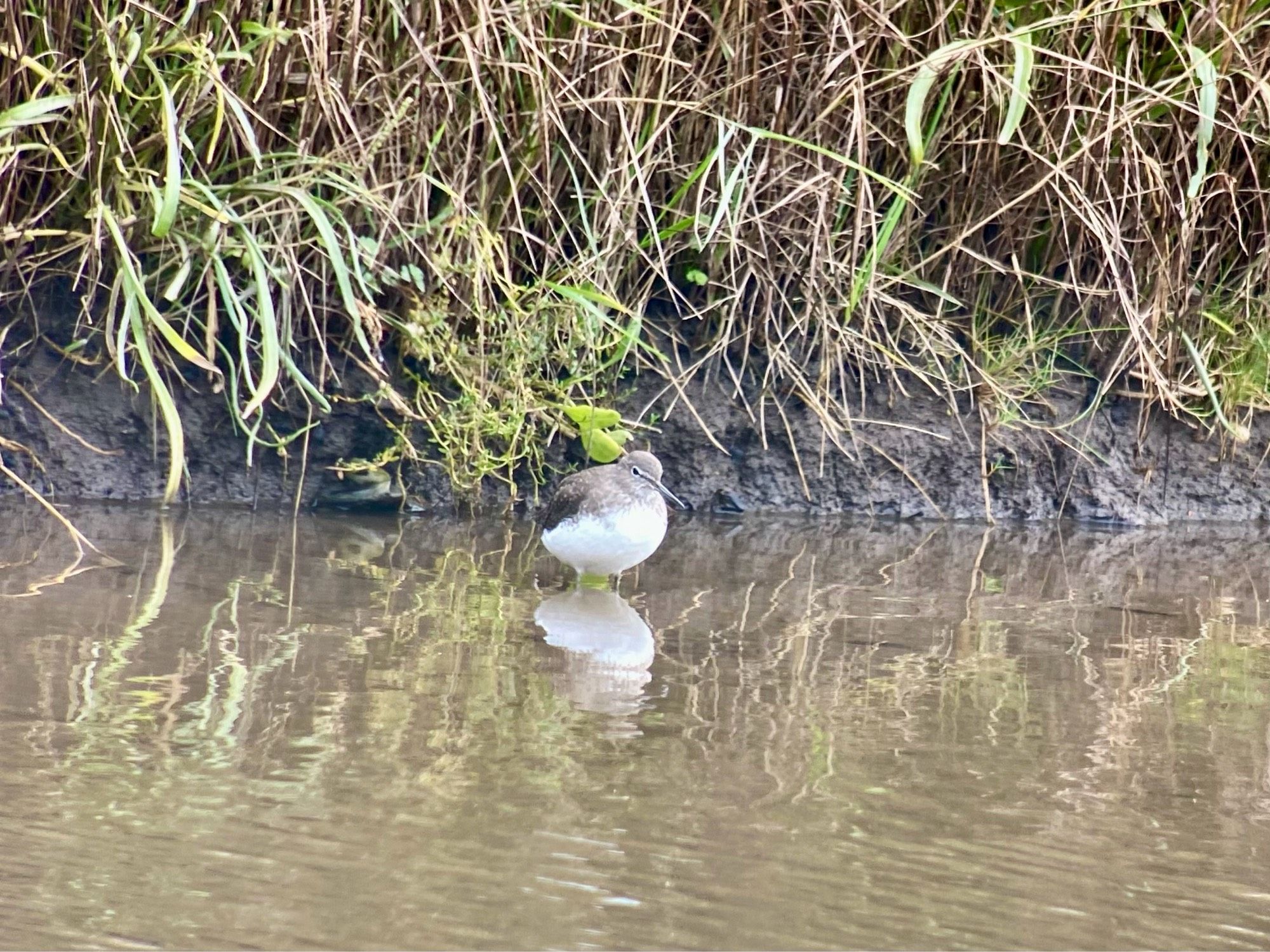 Green Sandpiper