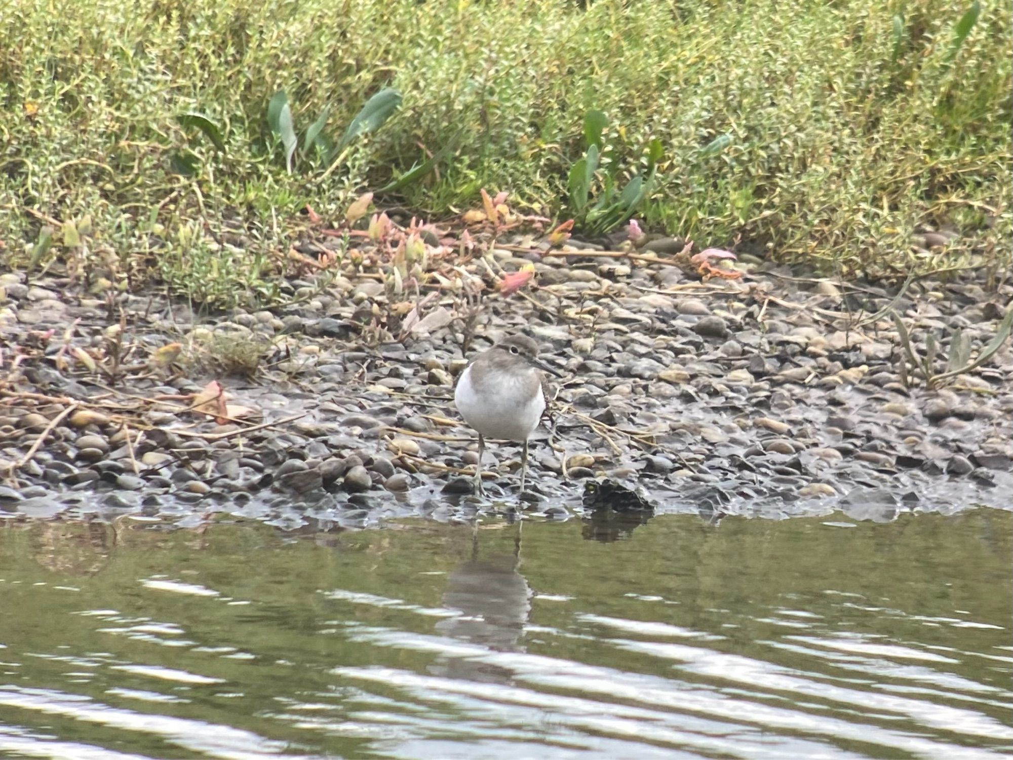 Common Sandpiper