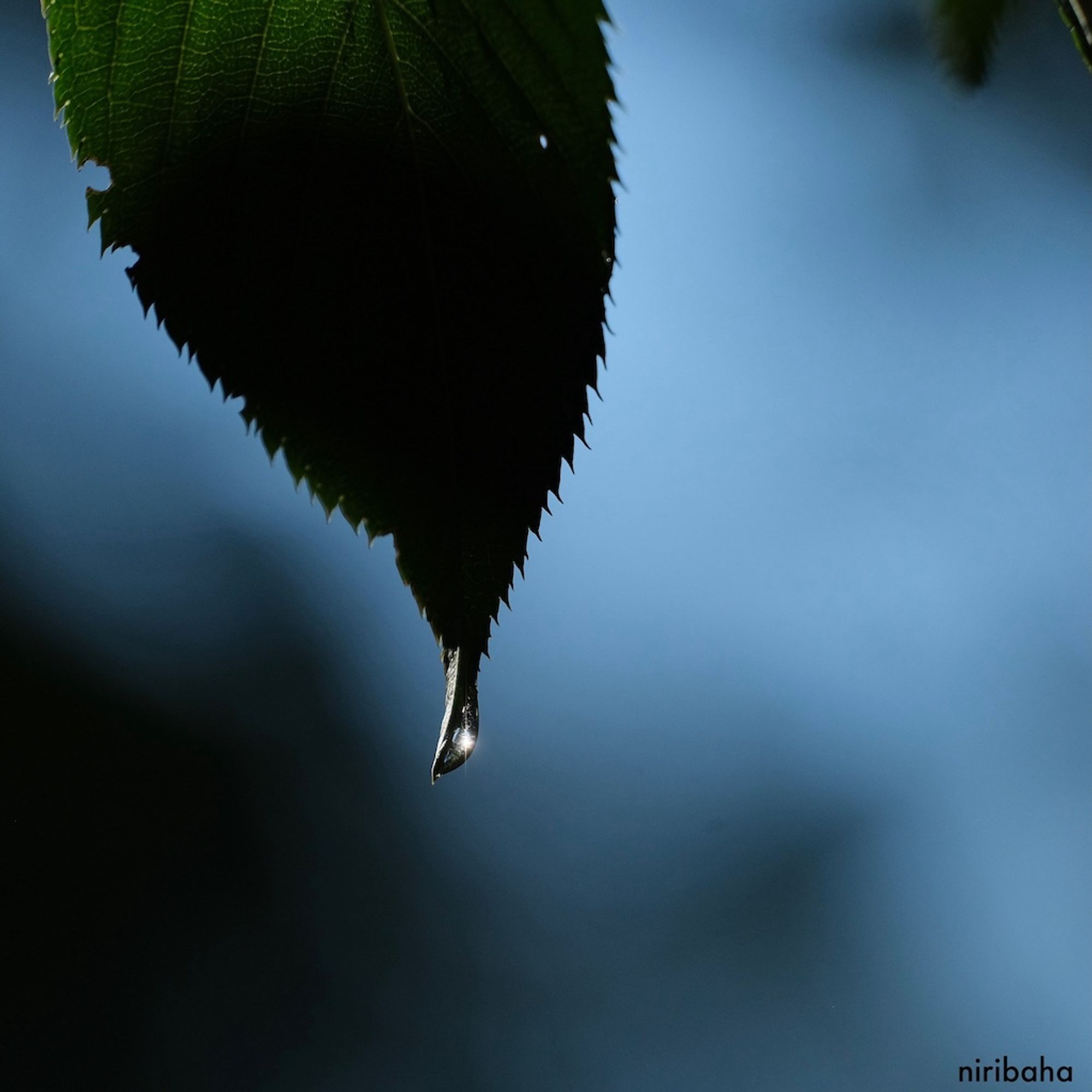 closeup photograph of the tip of a single plum leaf lit by the sun from behind before an abstract blue and black background; a single drop of water dangles at the tip of the leaf