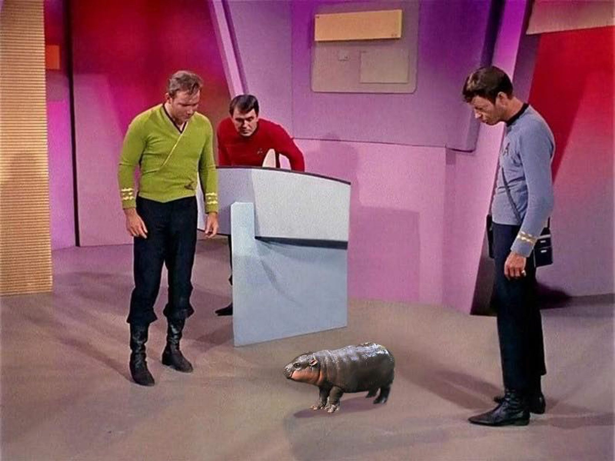 Kirk, Chekhov and McCoy in a scene from Star Trek: The Original Series in some sort of control room. All are looking down at tiny hippo Moo Deng, who is in the centre of the room