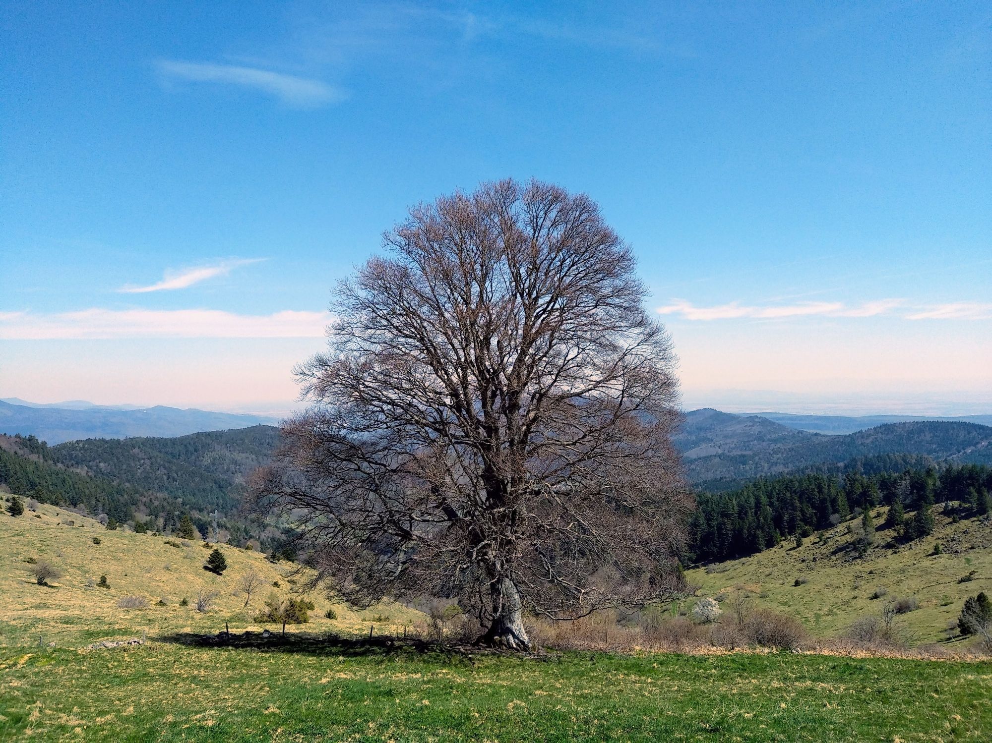 Un arbre dans en alpage.