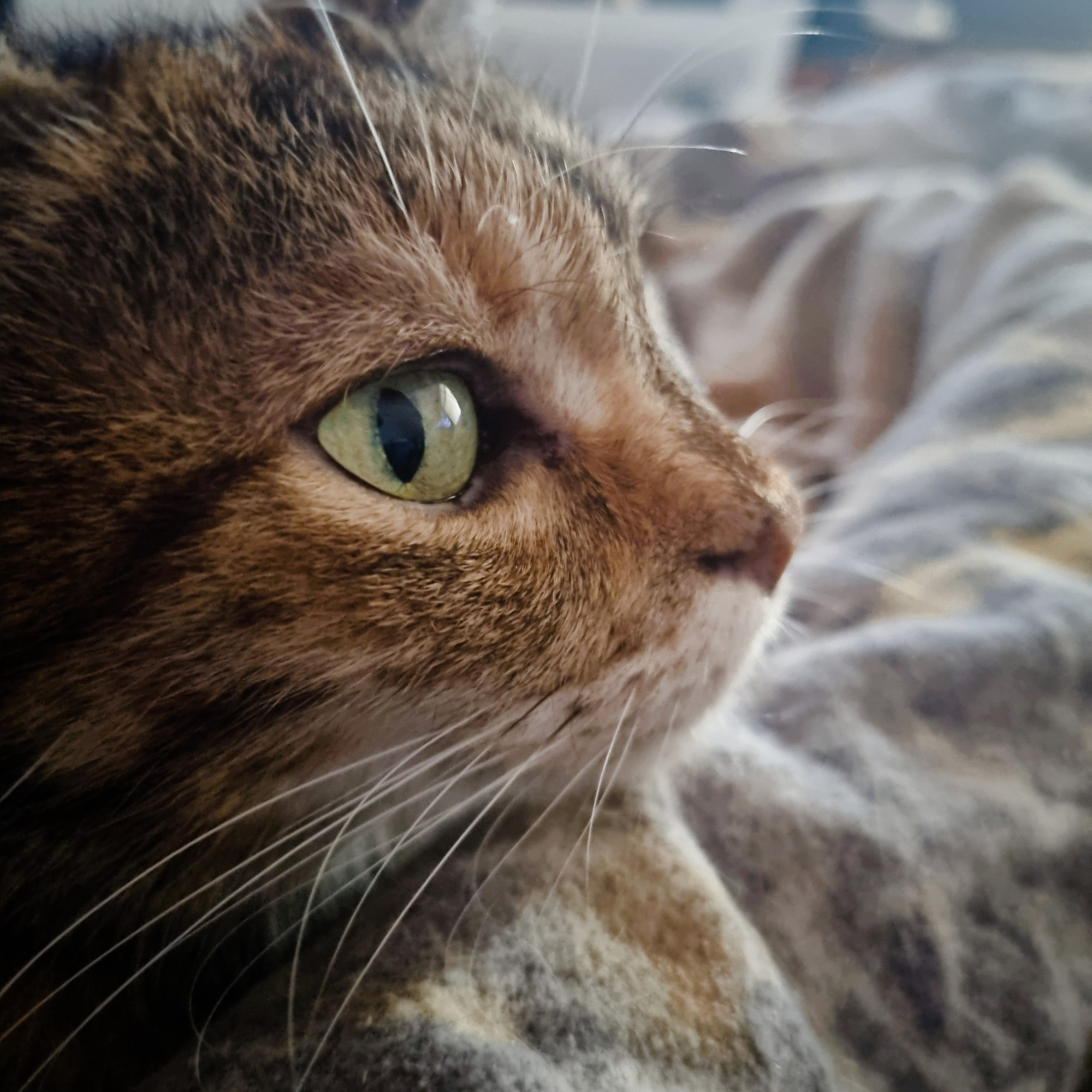 A profile shot of a cat with green eyes. The cat has multi colored fur with a classic tiger print. It has black stripes with orange, light brown anf white fur. And a light brown nose with wjite wiskers