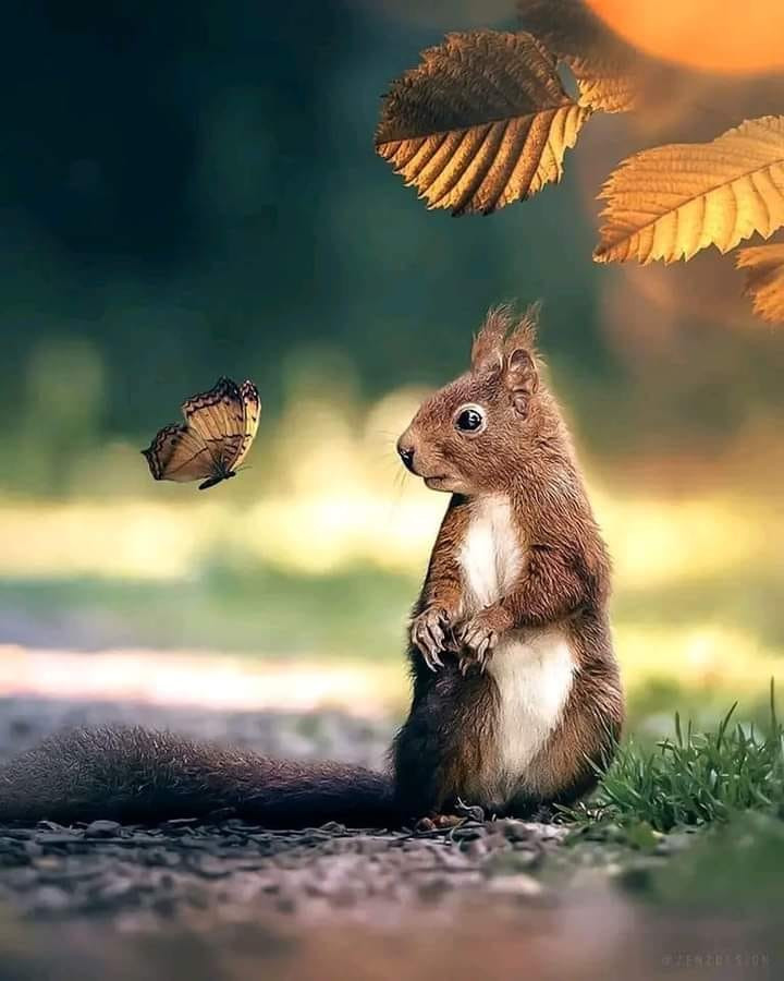 squirrel looking at a butterfly