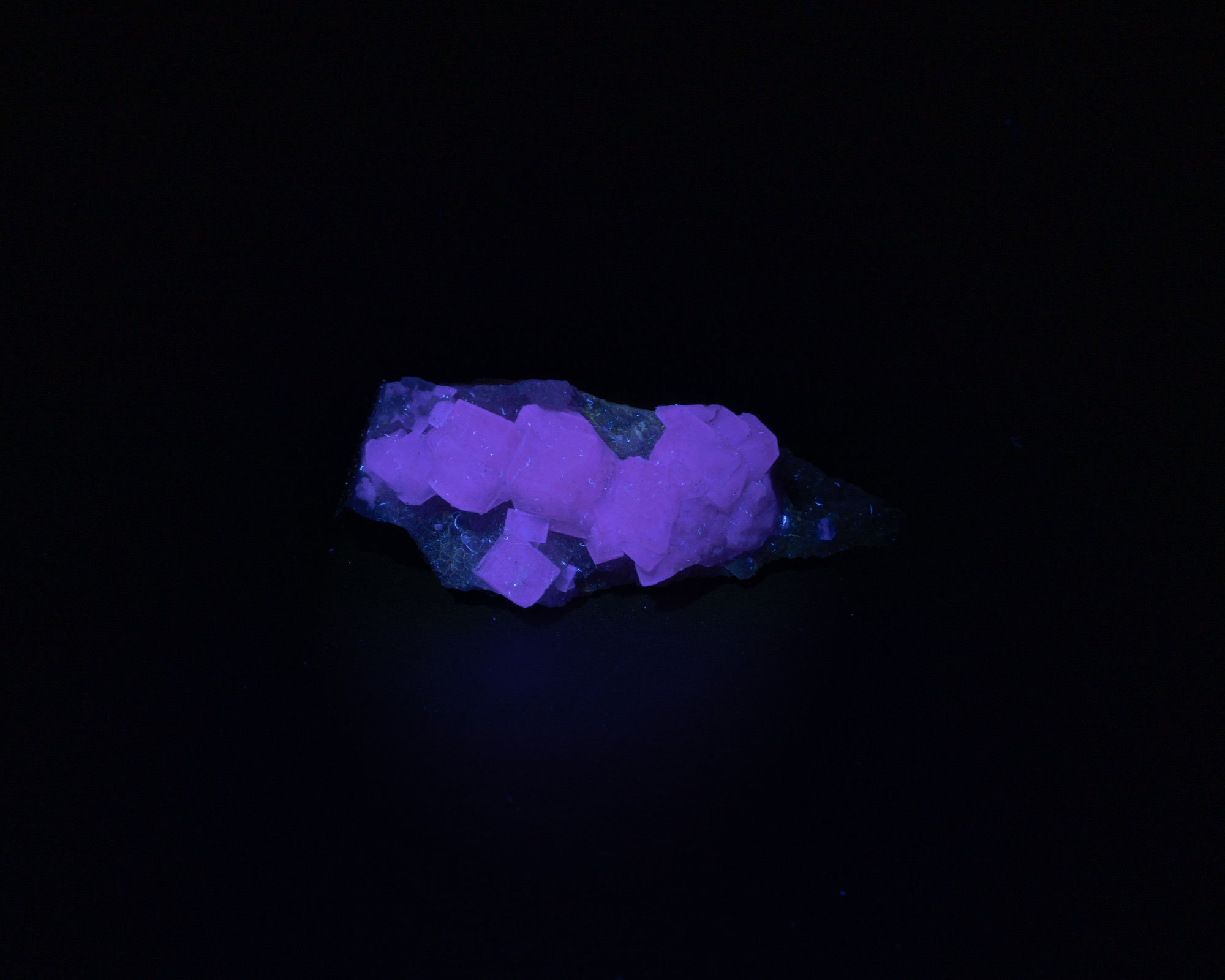 A rock lit up with a long wave UV light. It is a rough yellow fluorite that turned a deep purple under the light, with lots of small cubes.