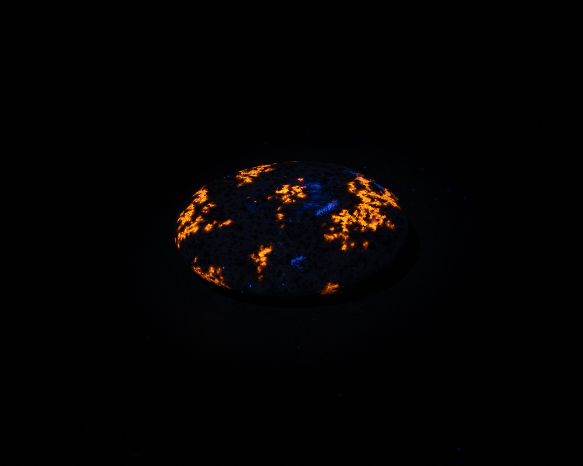 A rock lit up with a long wave UV light. It is a round polished yooperlite with fiery orange patches, dotted with deep blue spots.