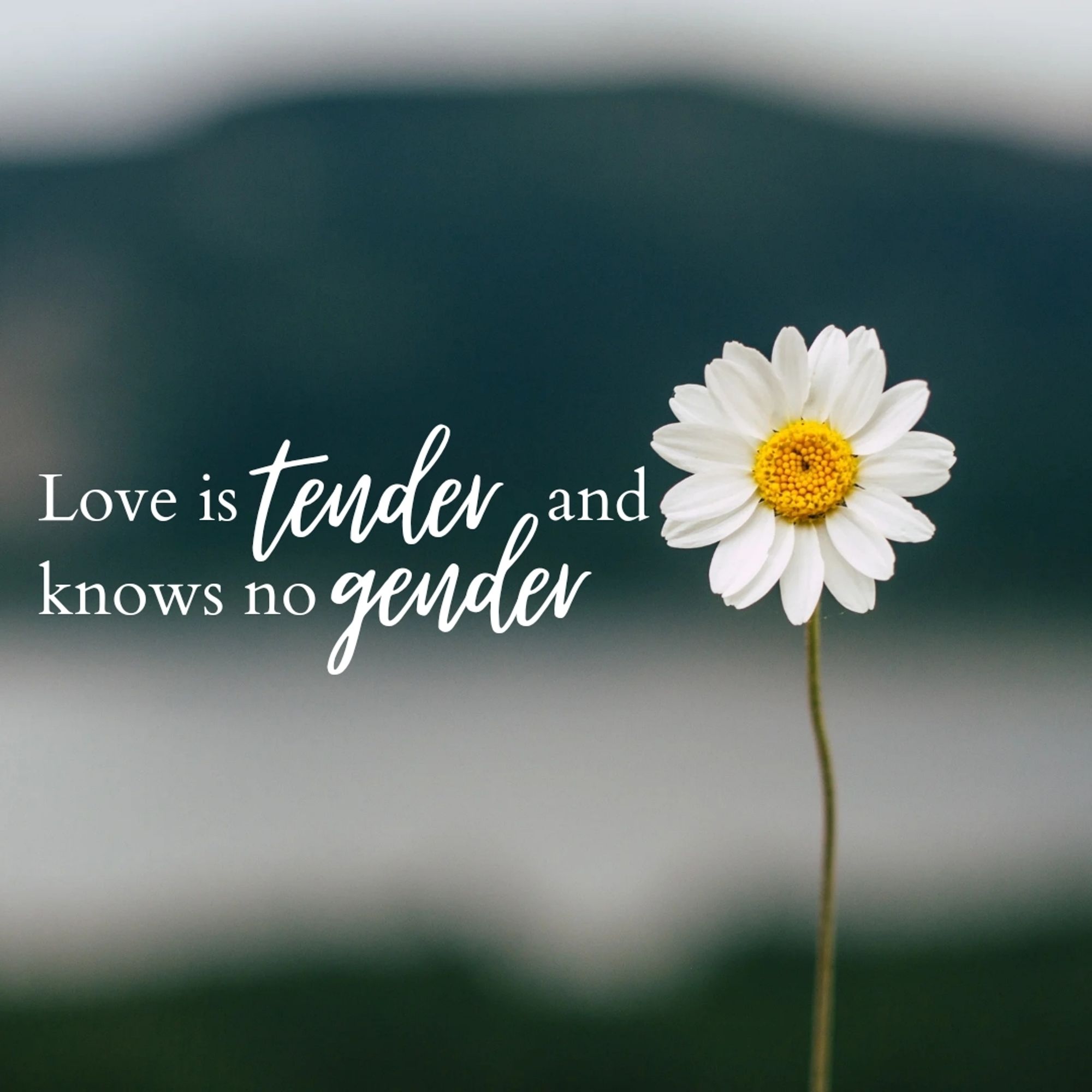 The background is a heavily dlured landscape. To the right of the image is a photo of a daisy. To the left reads 'love is tender and knows no gender'