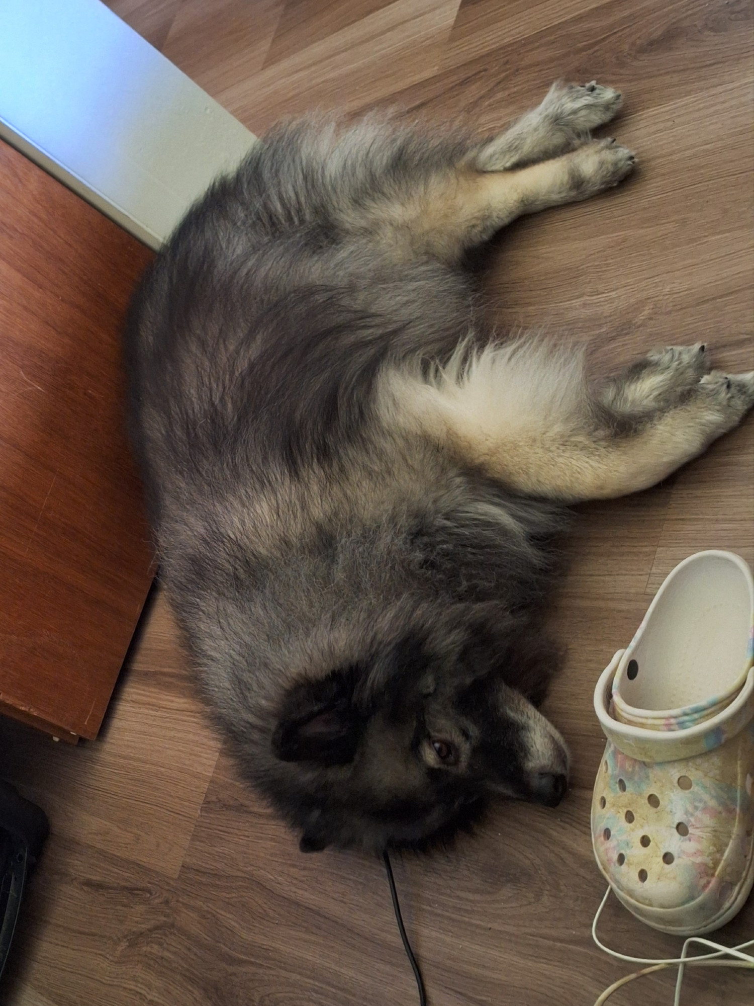 A fluffy black beige and grey dog is lying on a wooden floor on top of a charger cord. He looks like the cord plugs into his ear.