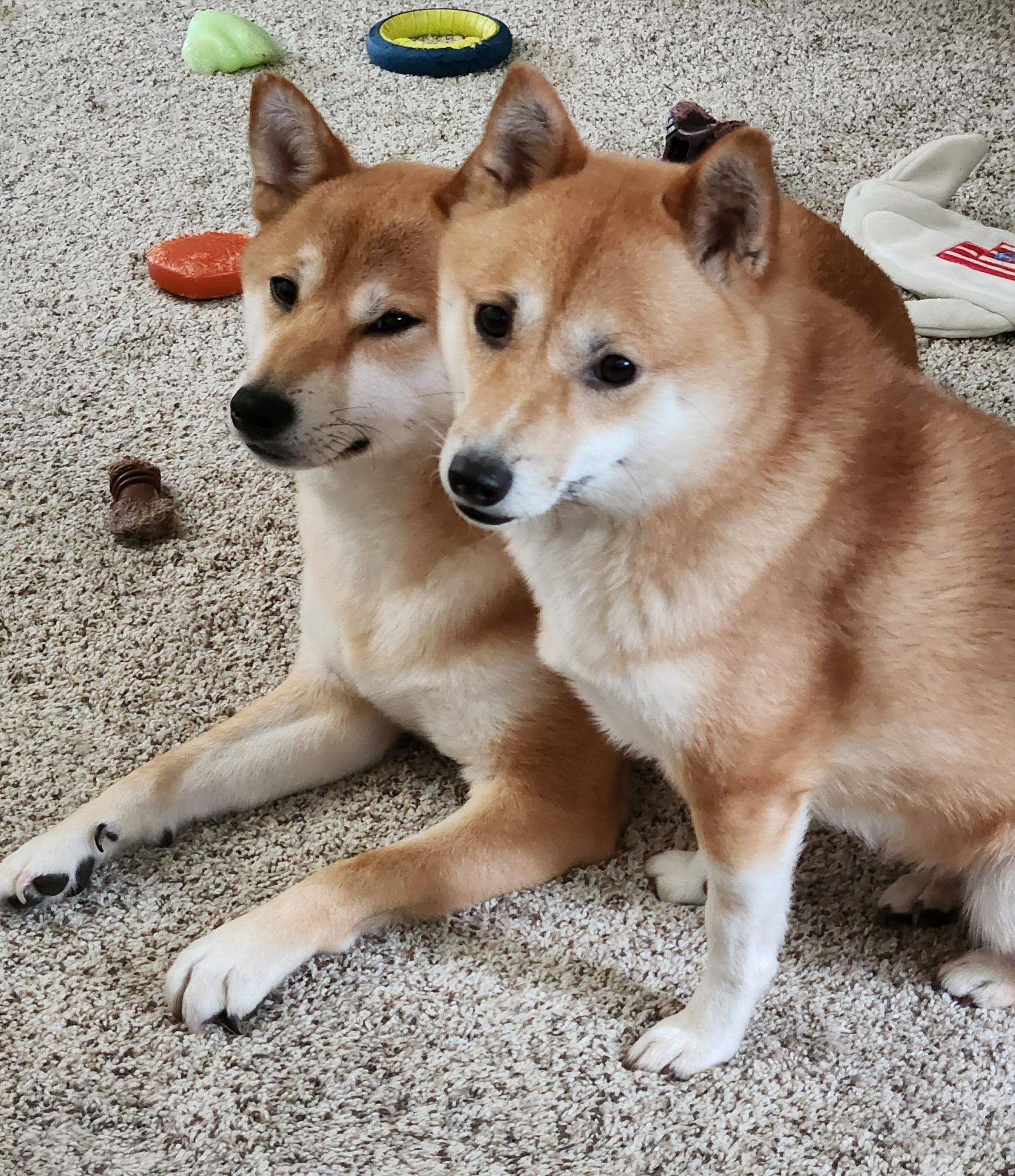 Two red and white shiba inus sitting very close together on a gray carpet. The smaller one in the foreground is sitting up and tilting her head slightly to look directly into the camera. The larger one in the background is laying down and facing about 45 degrees to the left so that he's side-eyeing the camera.