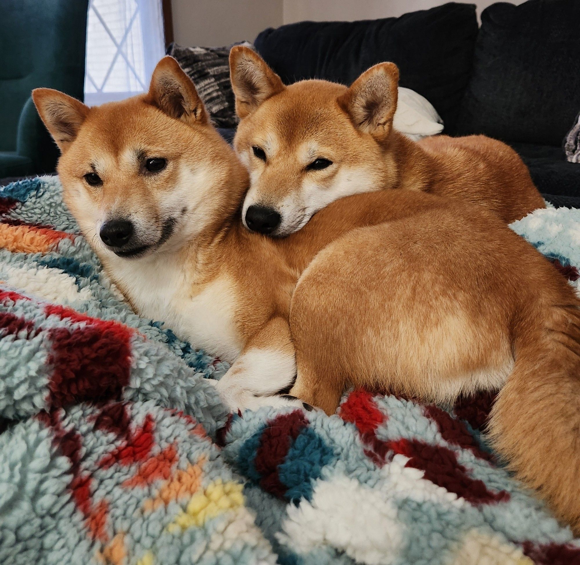 Two red and white shiba inus snuggling together on a fluffy multicolored blanket. One of them is resting his chin on the other one's back/side.