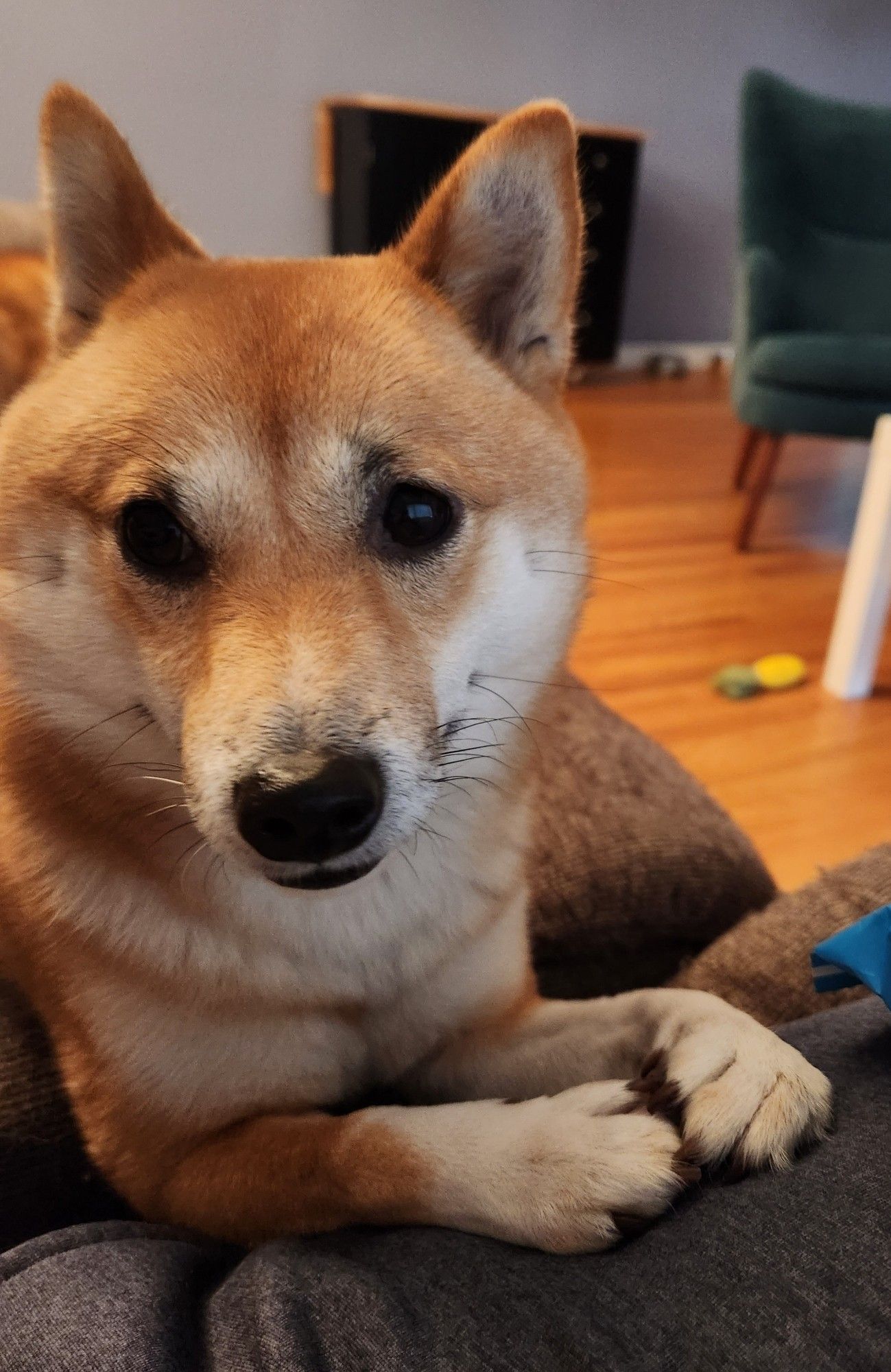 A small red and white shiba inu has her paws on a person's leg as they're both sitting on a gray reclining couch. The shiba is looking right at the camera