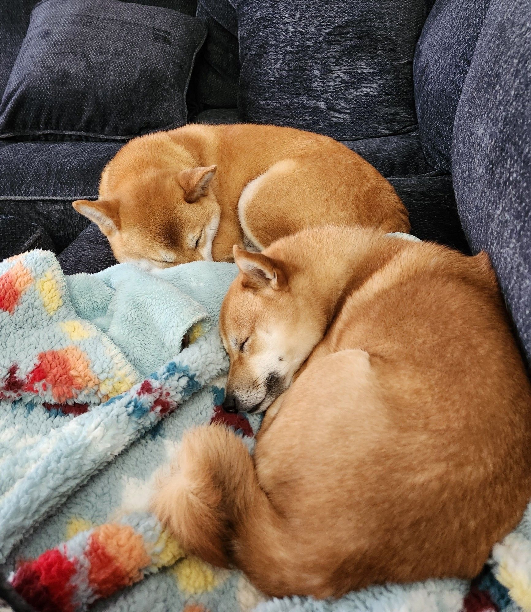 Two red and white shiba inus curled up next to each other on a navy sectional