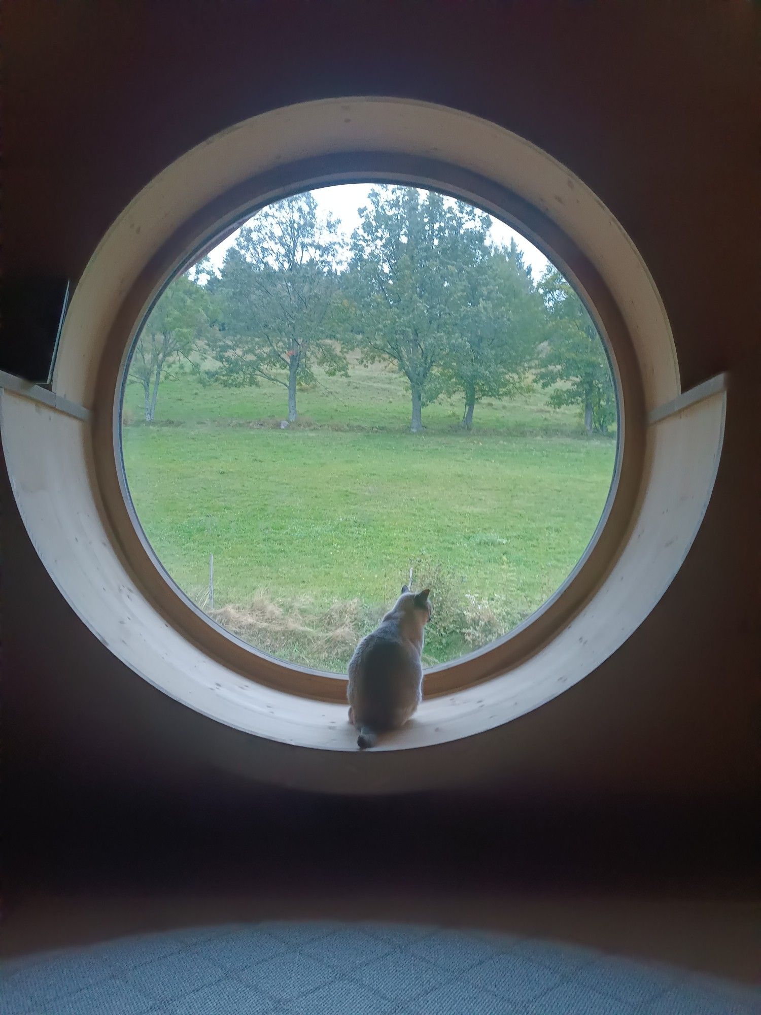 Eine Katze die vor einem großen, rundem Fenster sitzt und nach draußen guckt.