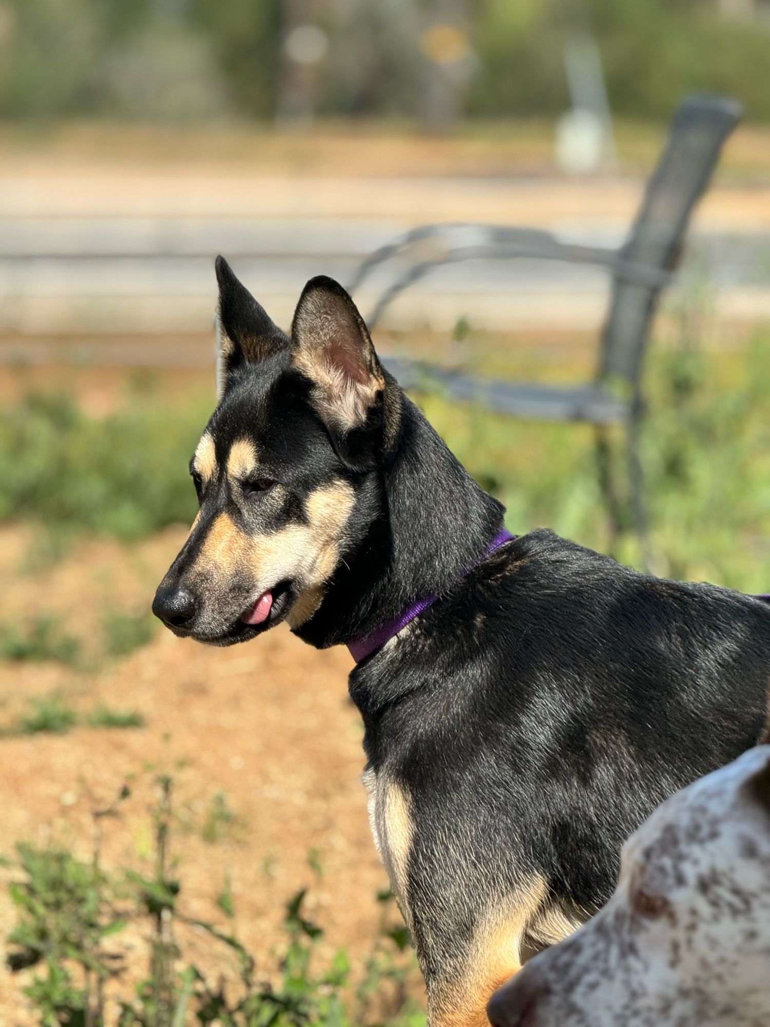 Black and tan dog who resembles a German shepherd. There is the head of a white dog with brown freckles in the foreground.