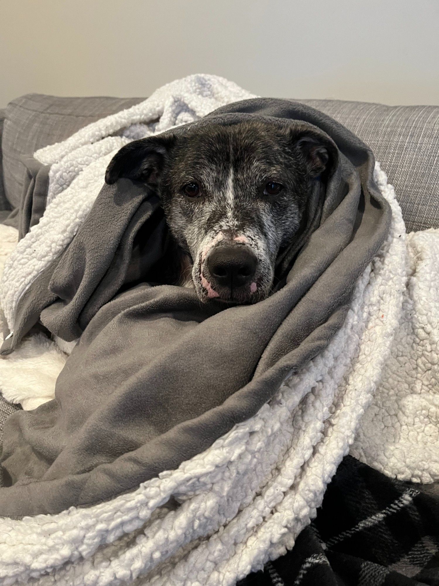 A black and white dog sits cozily amid a pile of blankets.